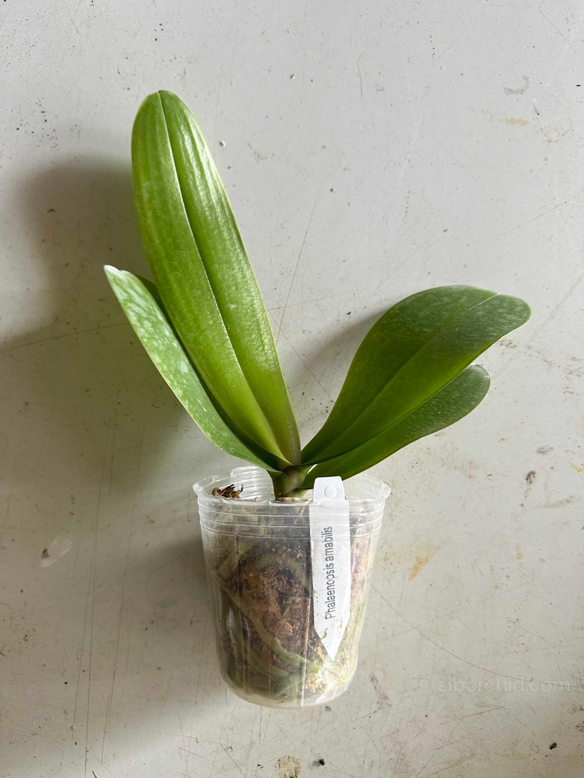 Phalaenopsis amabilis - Phalaenopsis amabilis