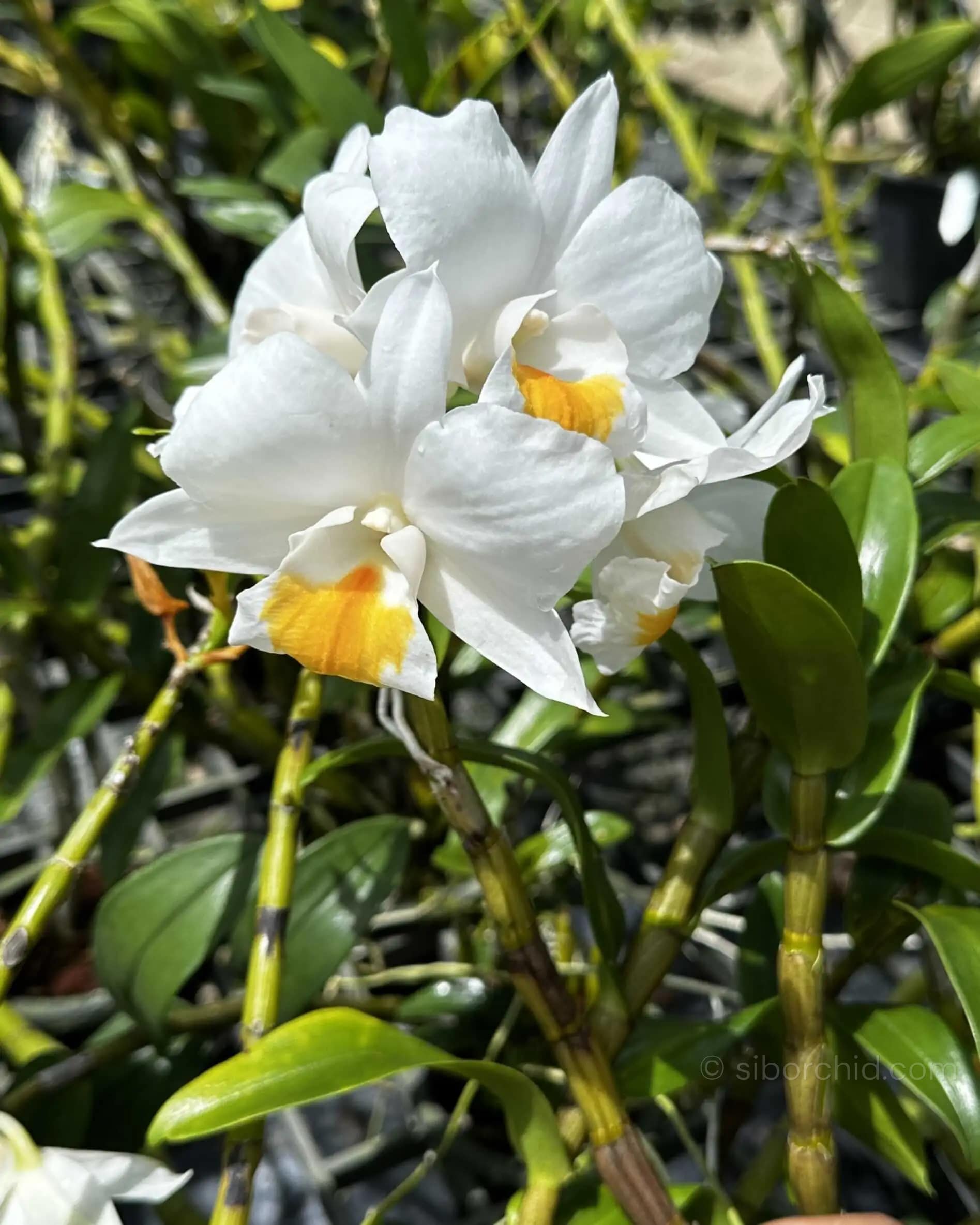 Dendrobium formosum - Image 3