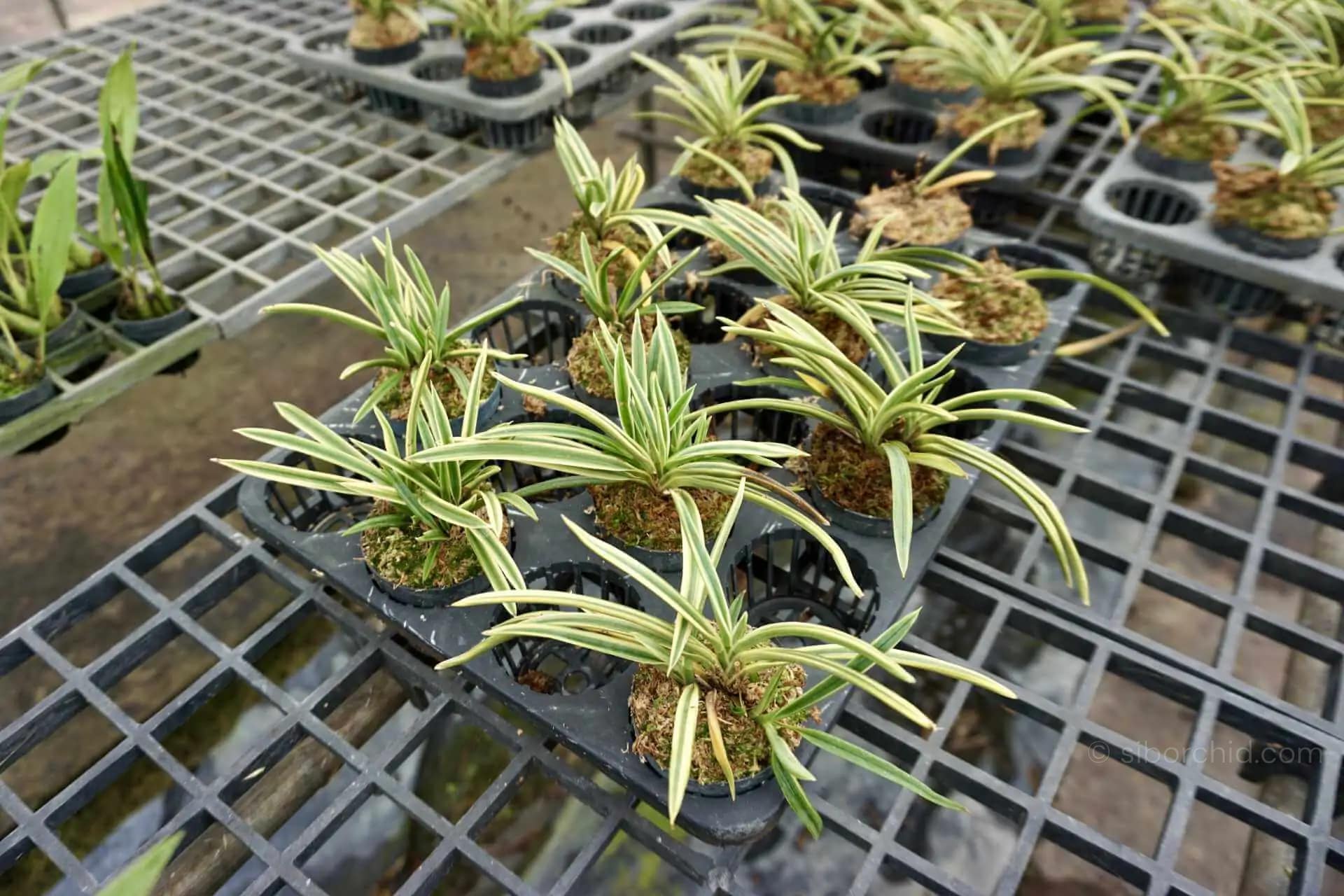 Vanda falcata variegated (Neofinetia falcata) - vanda neofinetia falcata variegated