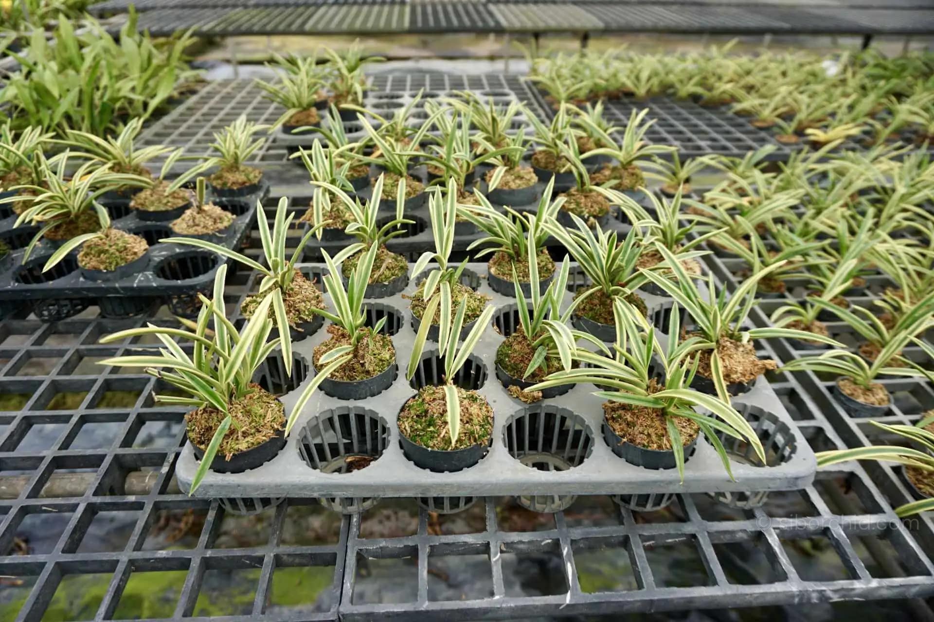 Vanda falcata variegated (Neofinetia falcata) - vanda neofinetia falcata variegated