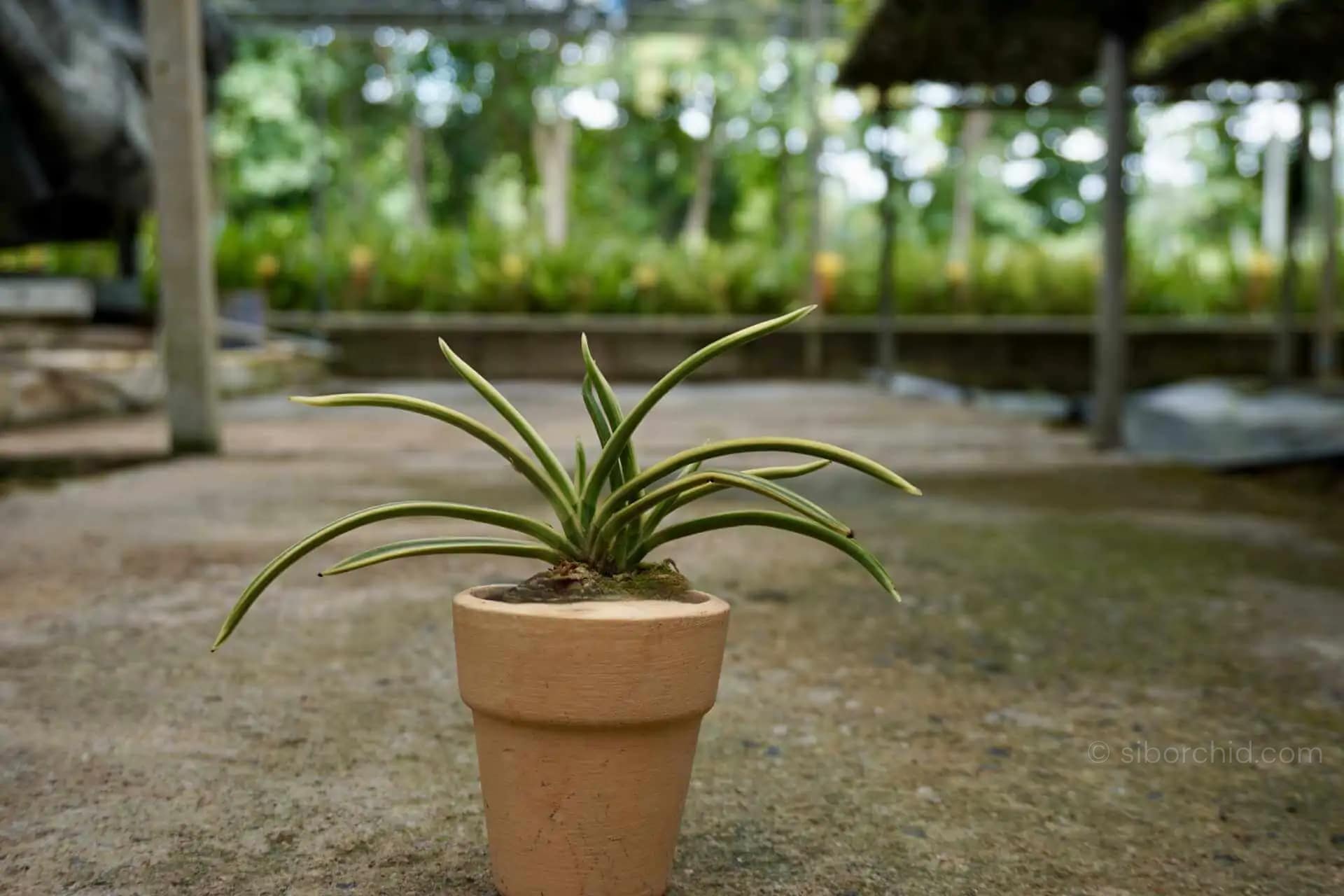 Vanda falcata variegated (Neofinetia falcata) - vanda neofinetia falcata variegated