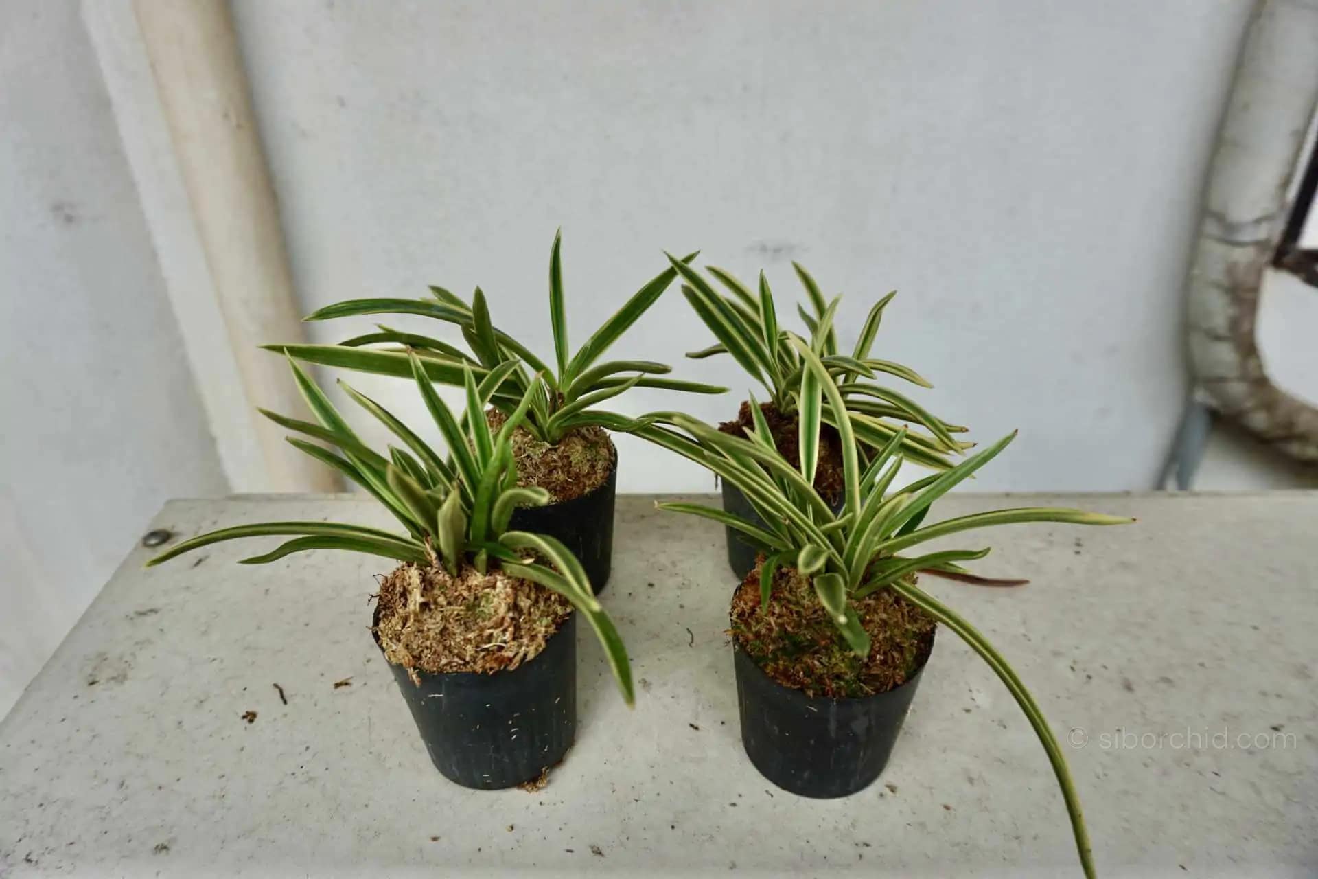 Vanda falcata variegated (Neofinetia falcata) - vanda neofinetia falcata variegated