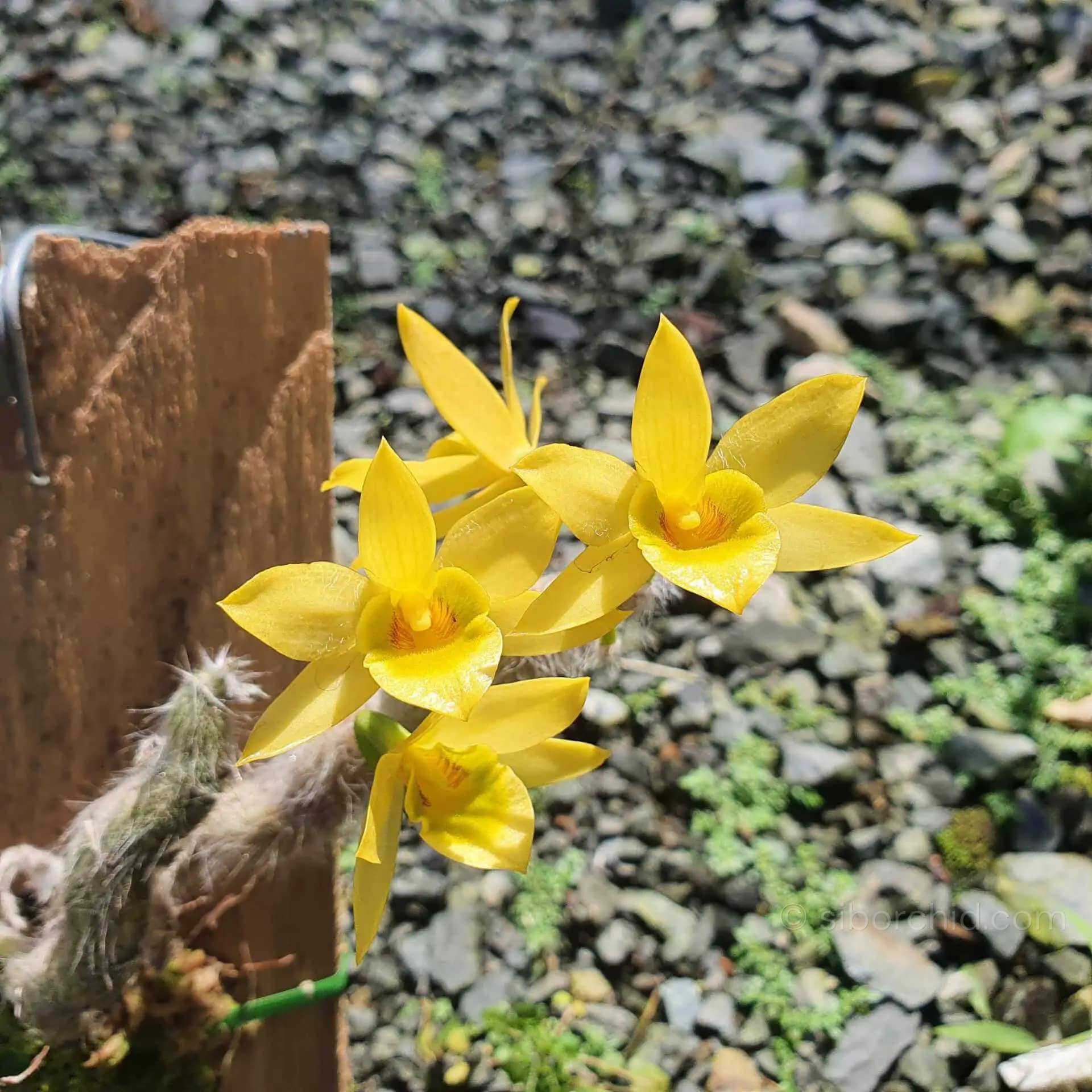 Dendrobium senile orchid care