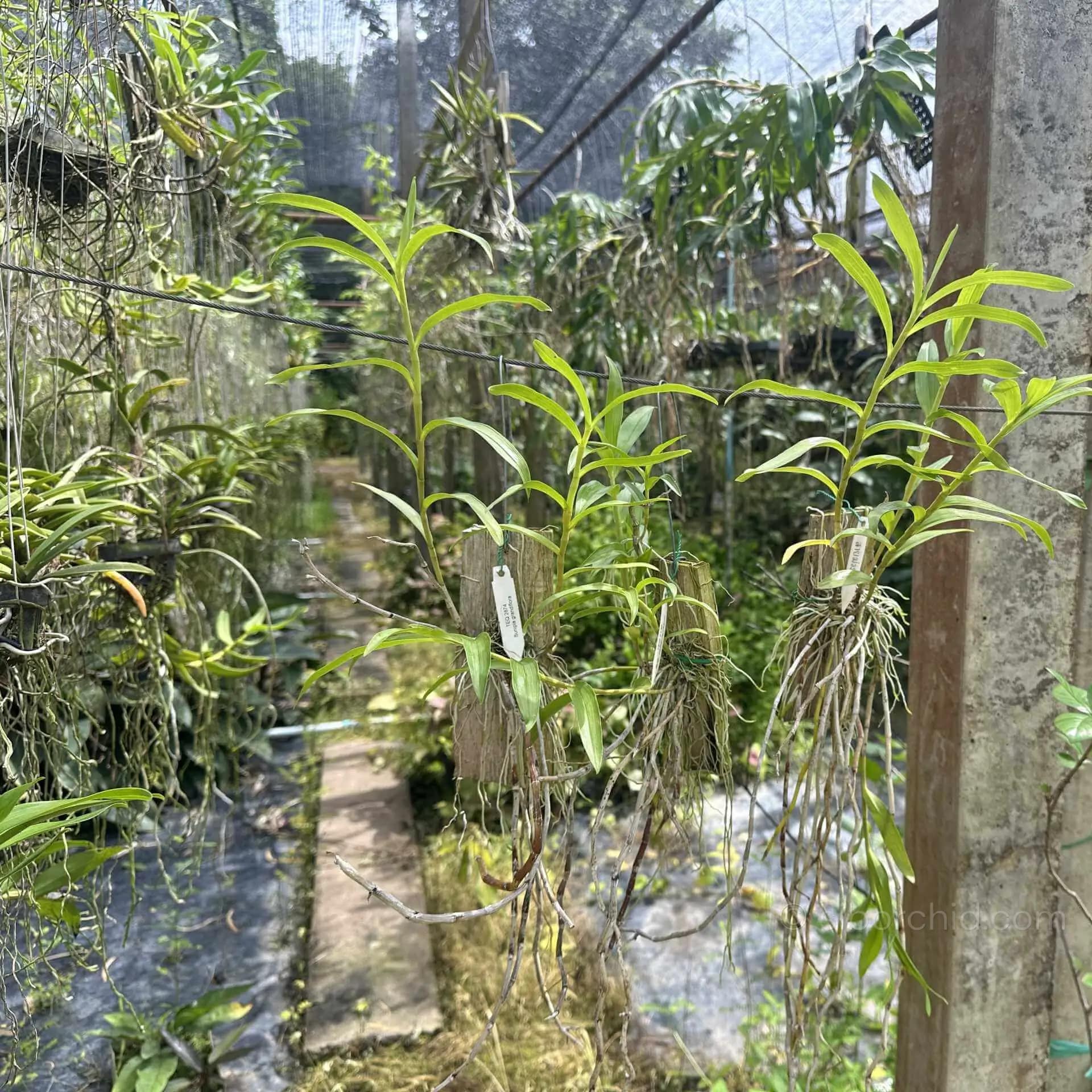 Dendrobium lituiflorum - Dendrobium lituiflorum