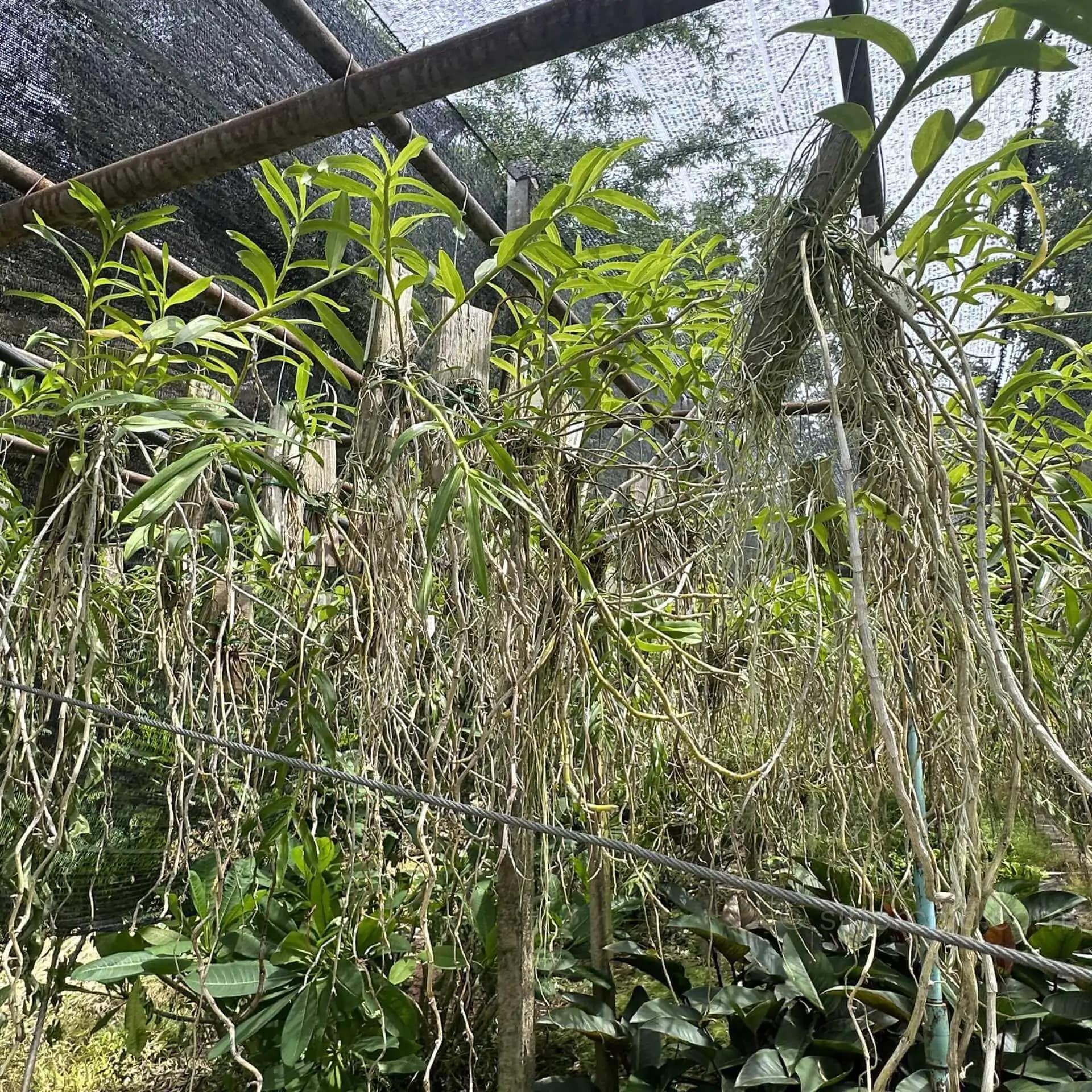 Dendrobium lituiflorum - Dendrobium lituiflorum