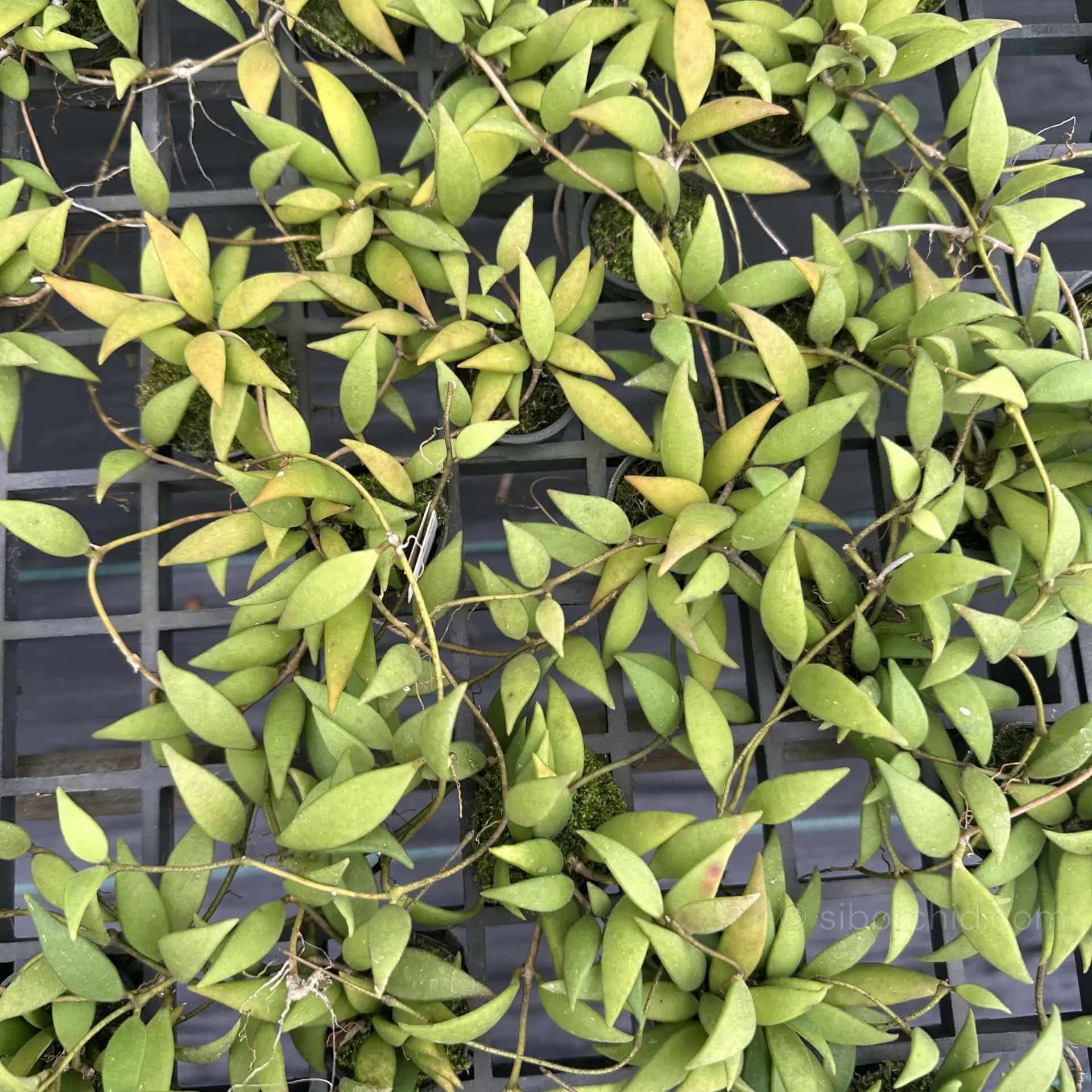Hoya micrantha - Hoya micrantha