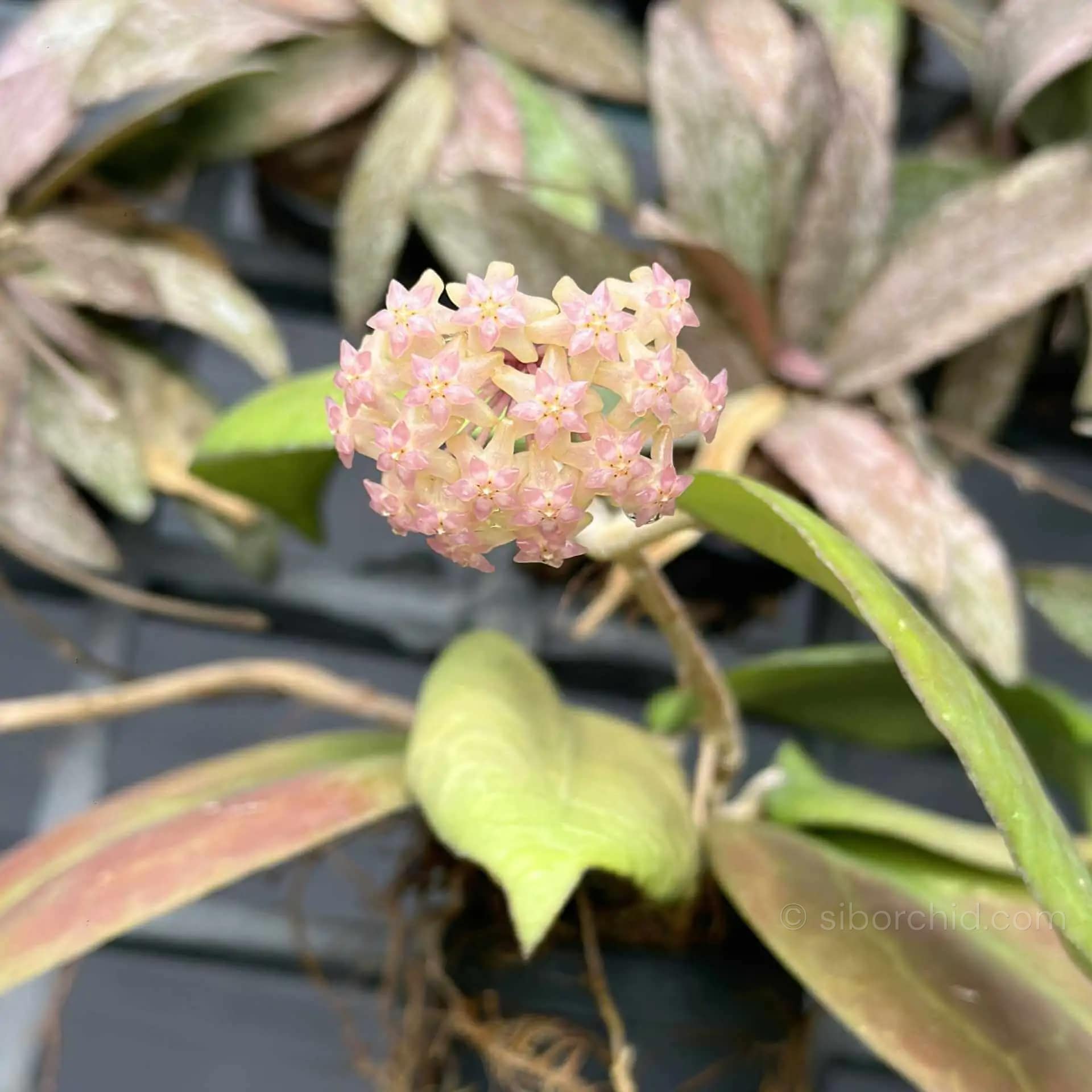 Hoya vitellina splash - Hoya vitellina splash