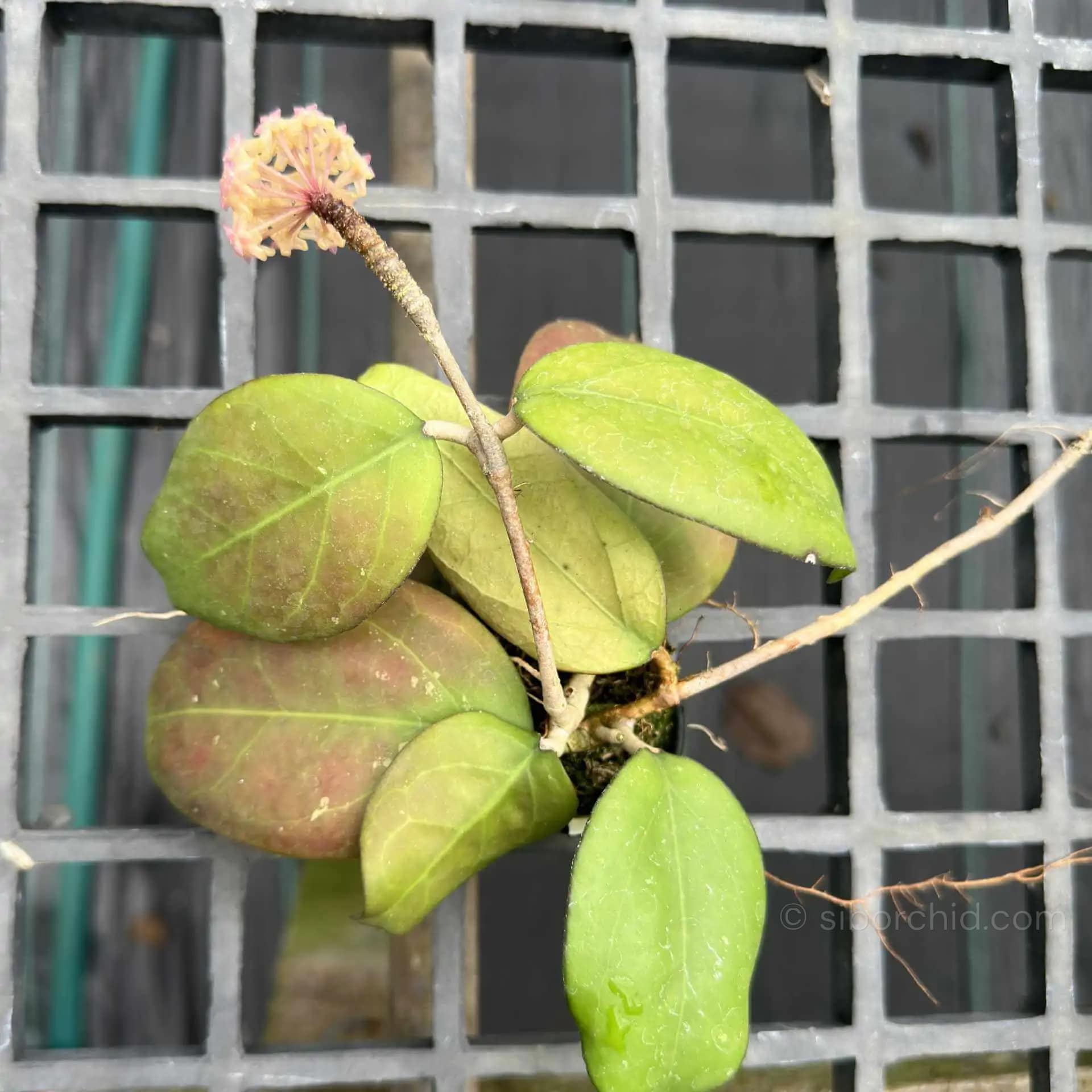 Hoya vitellina splash - Hoya vitellina splash