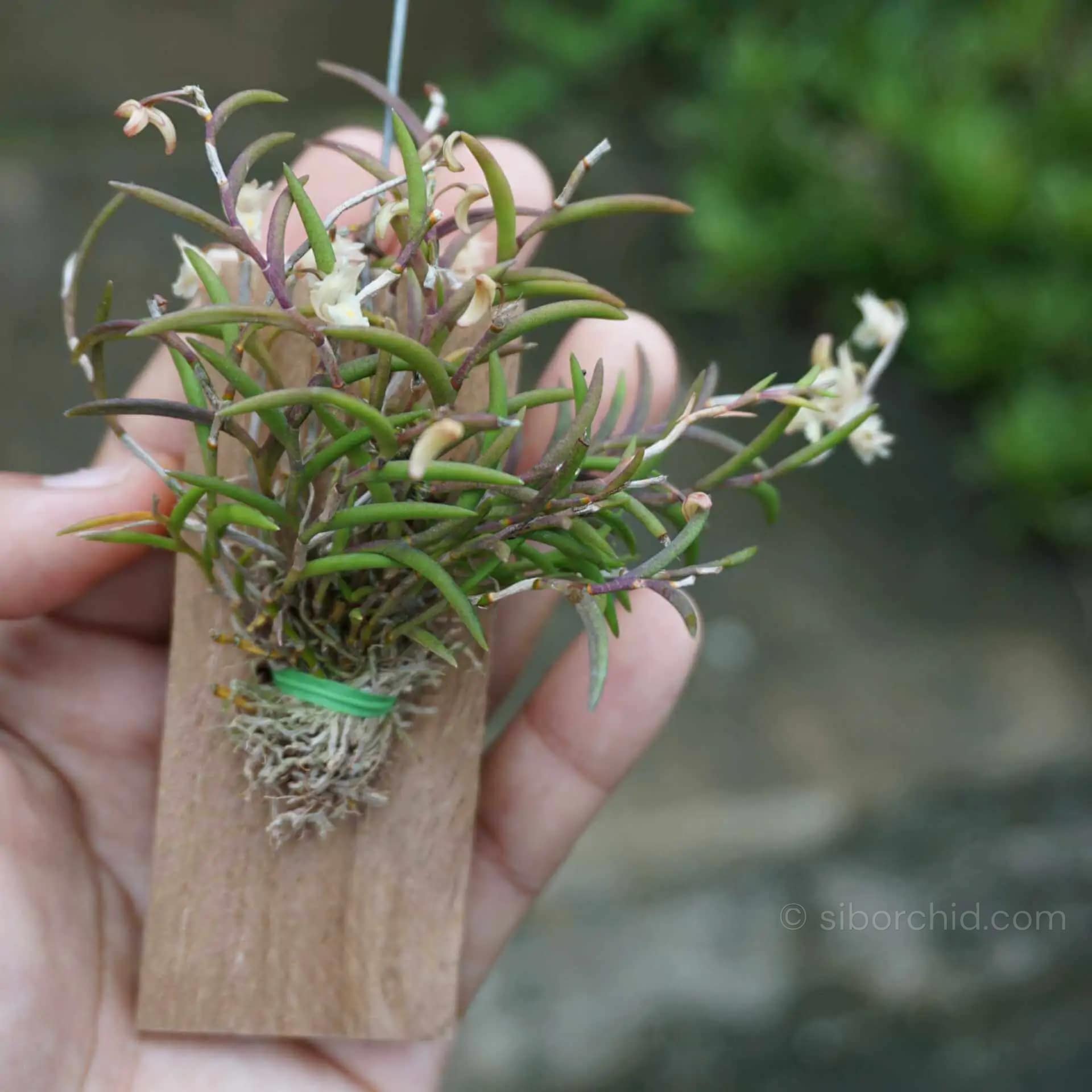 Dendrobium acerosum - Dendrobium acerosum