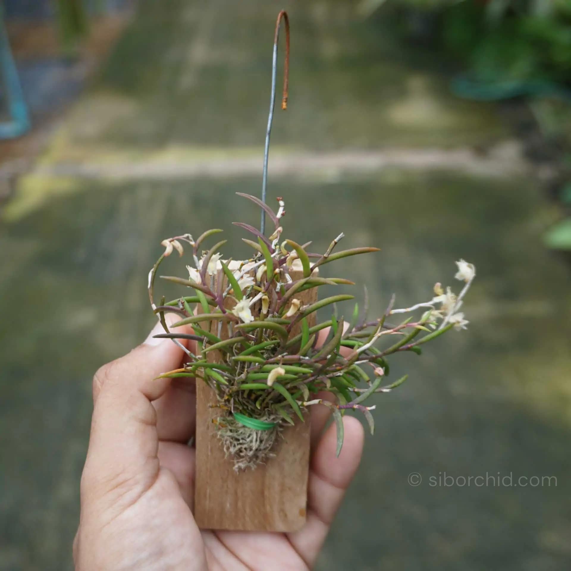 Dendrobium acerosum - Dendrobium acerosum