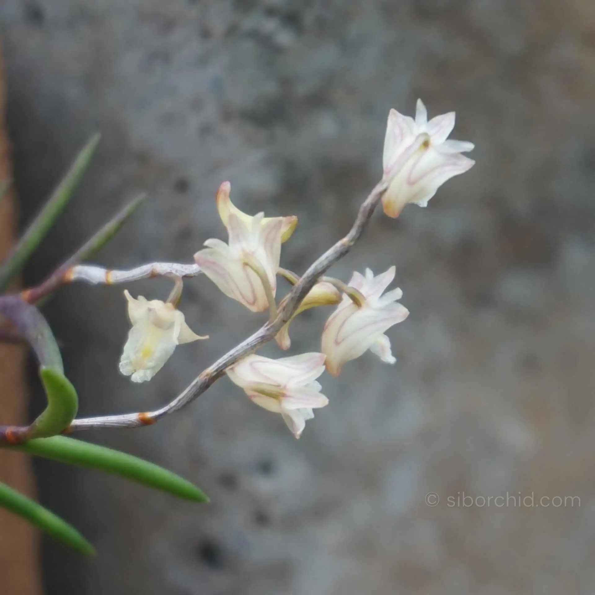 Dendrobium acerosum - Dendrobium acerosum