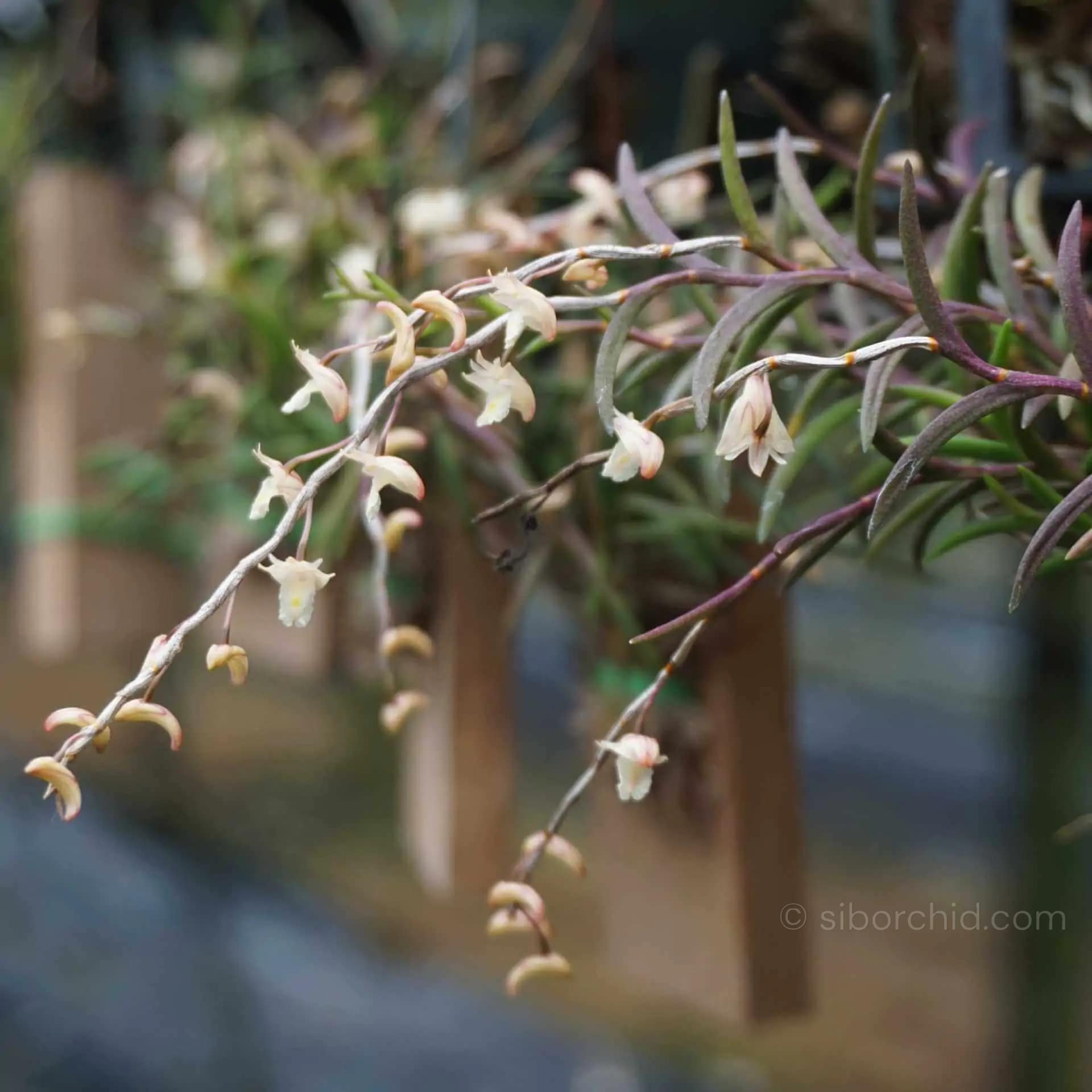 Dendrobium acerosum - Dendrobium acerosum