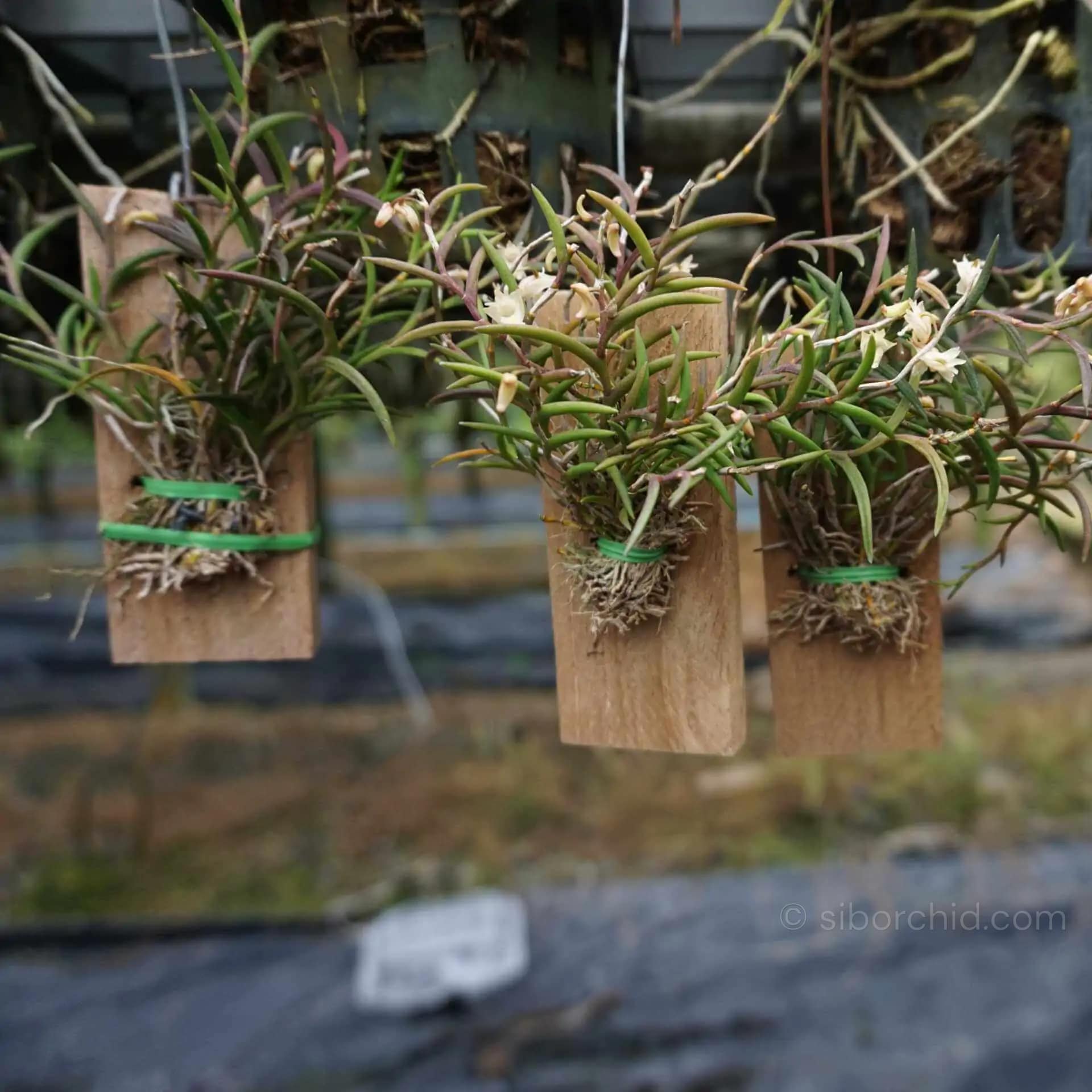 Dendrobium acerosum - Dendrobium acerosum