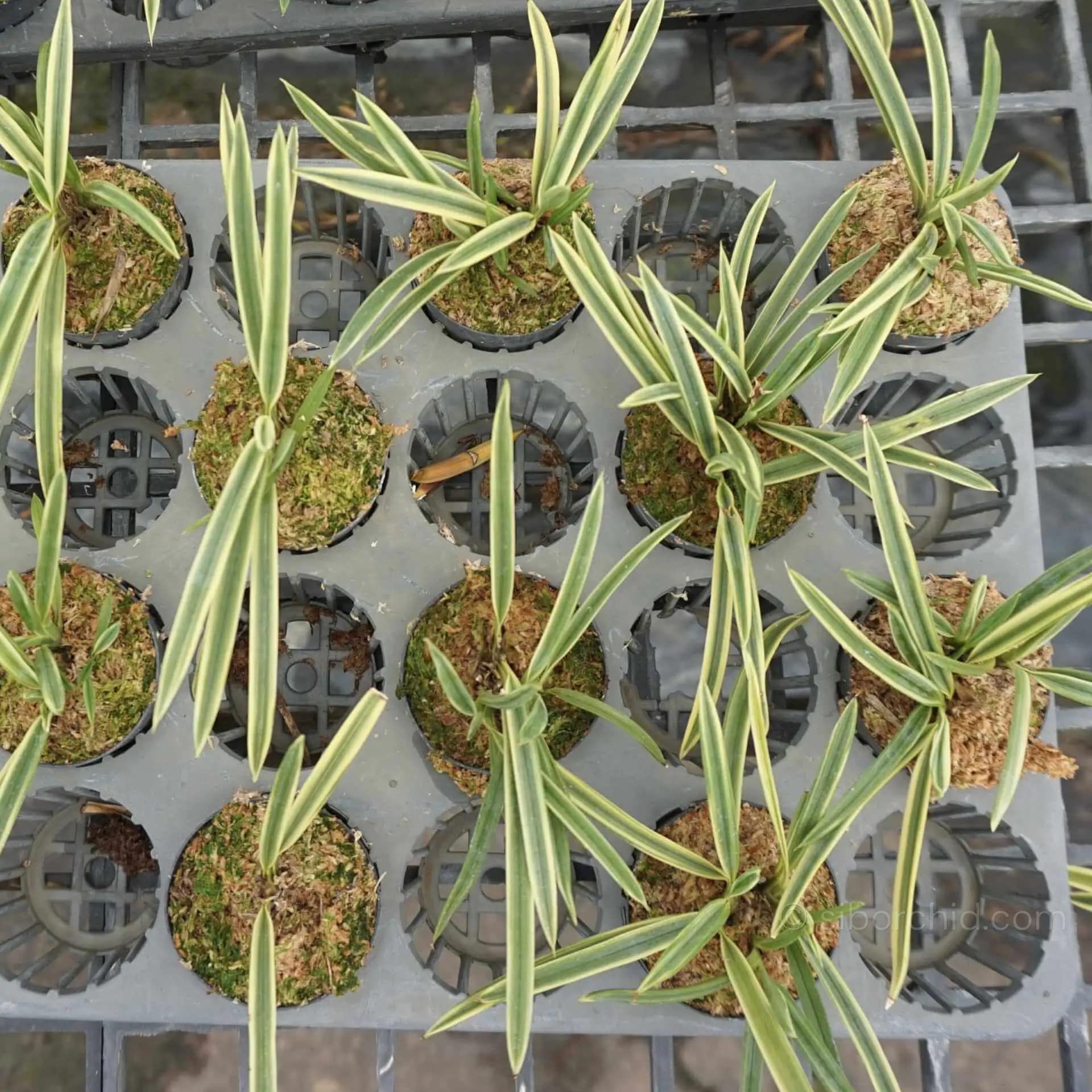 Vanda falcata variegated (Neofinetia falcata) - vanda neofinetia falcata variegated