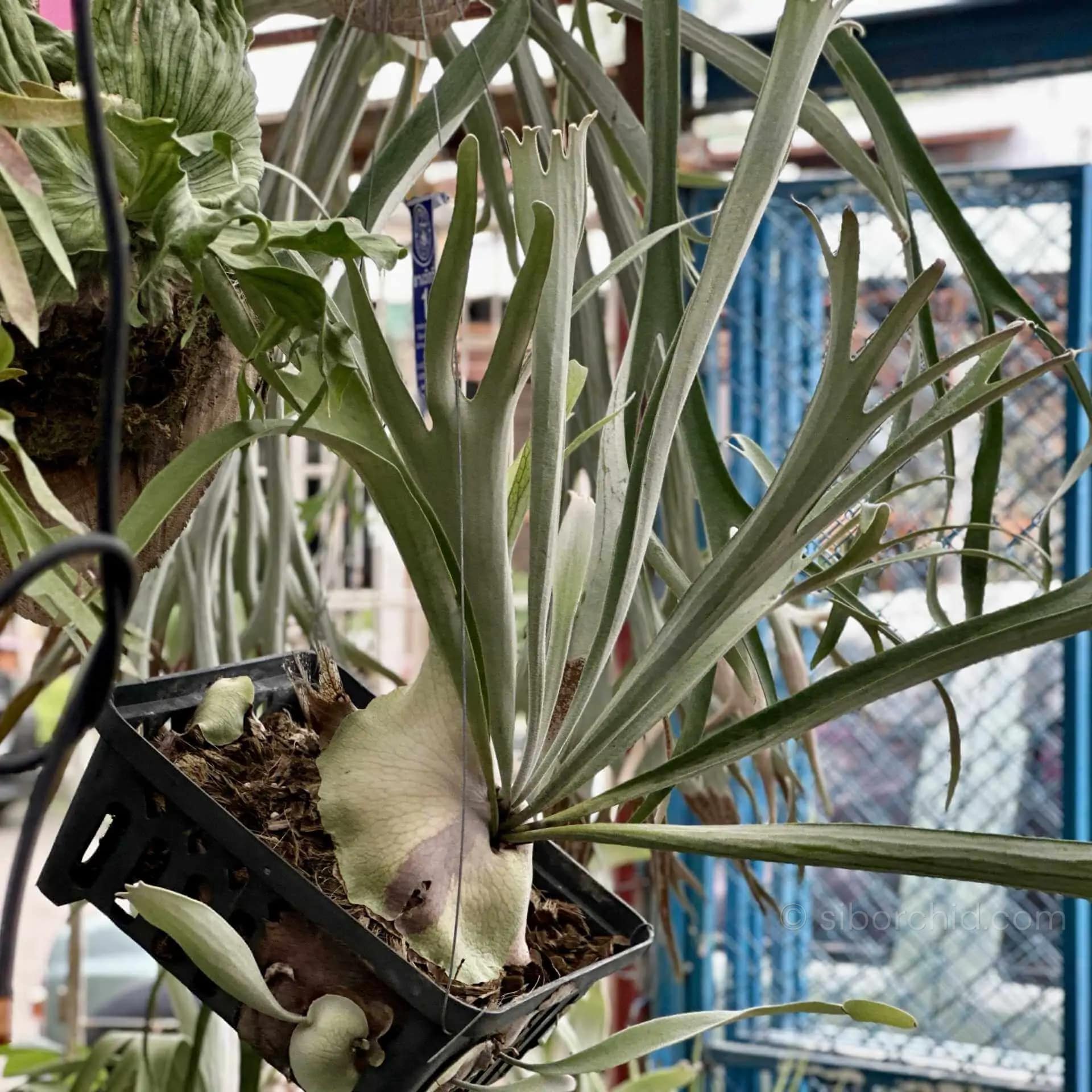 Platycerium Pumilum