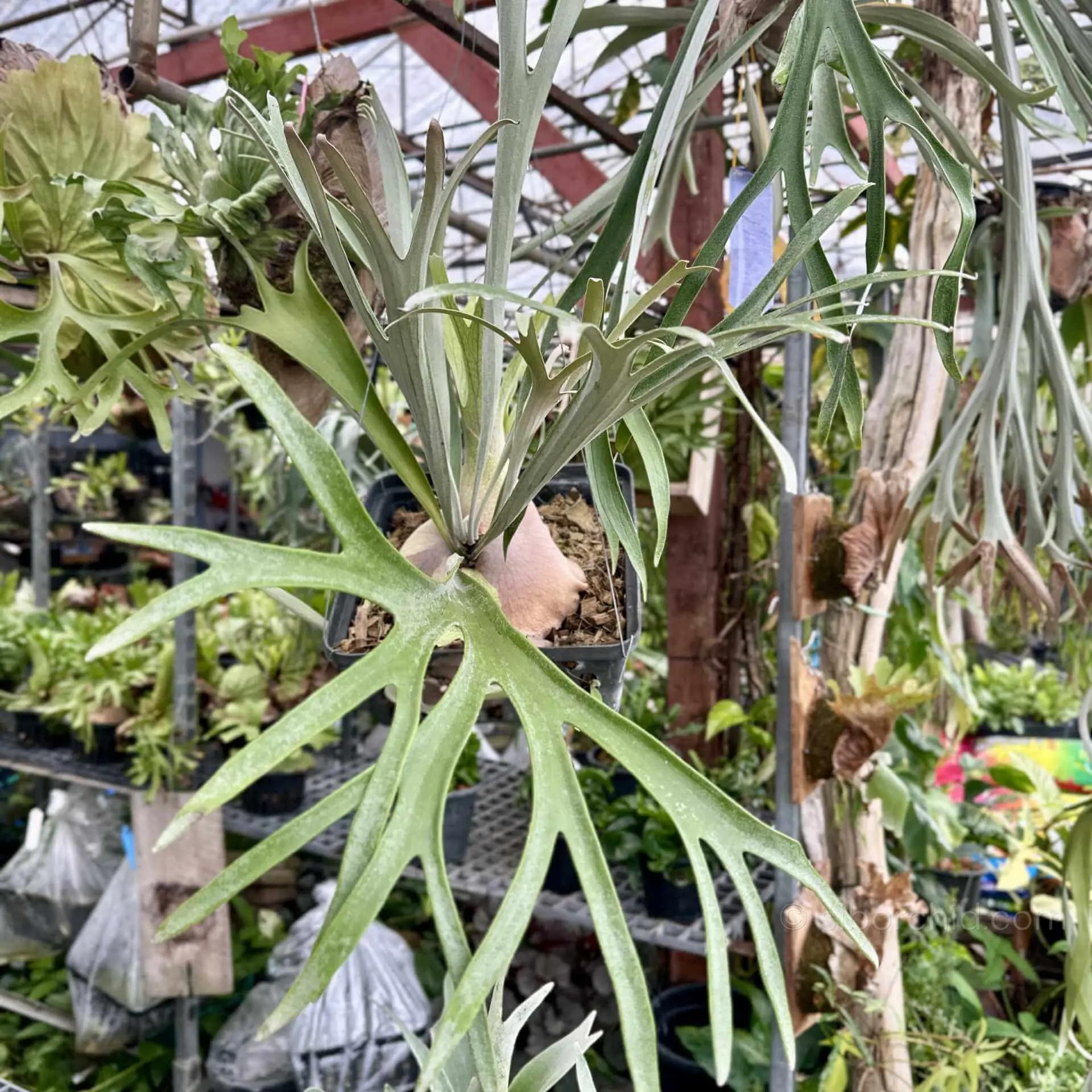 Platycerium Pumilum