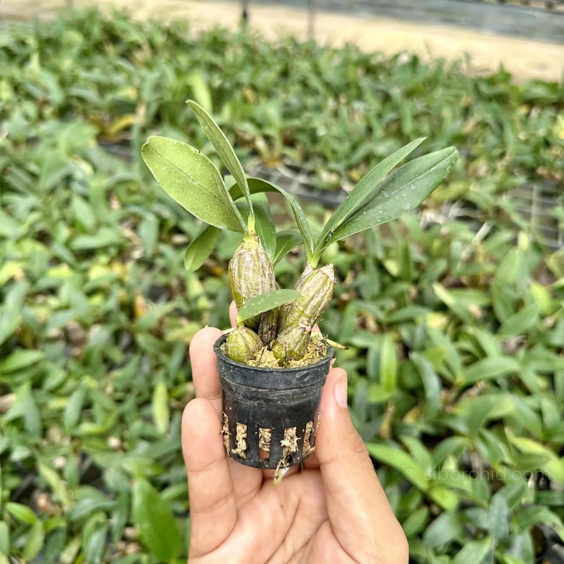 Dendrobium Trigonopus