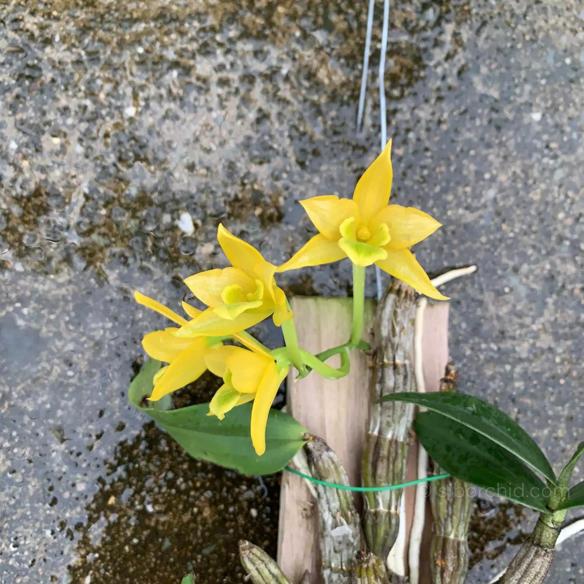 Dendrobium Trigonopus