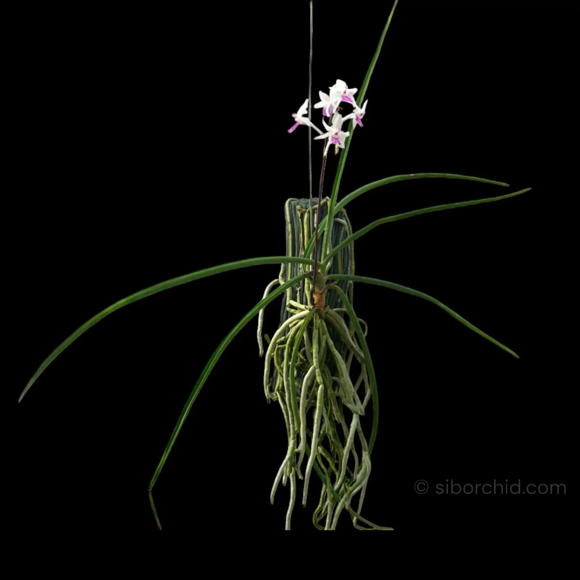 Holcoglossum amesianum x  Seidenfadenia mitrata