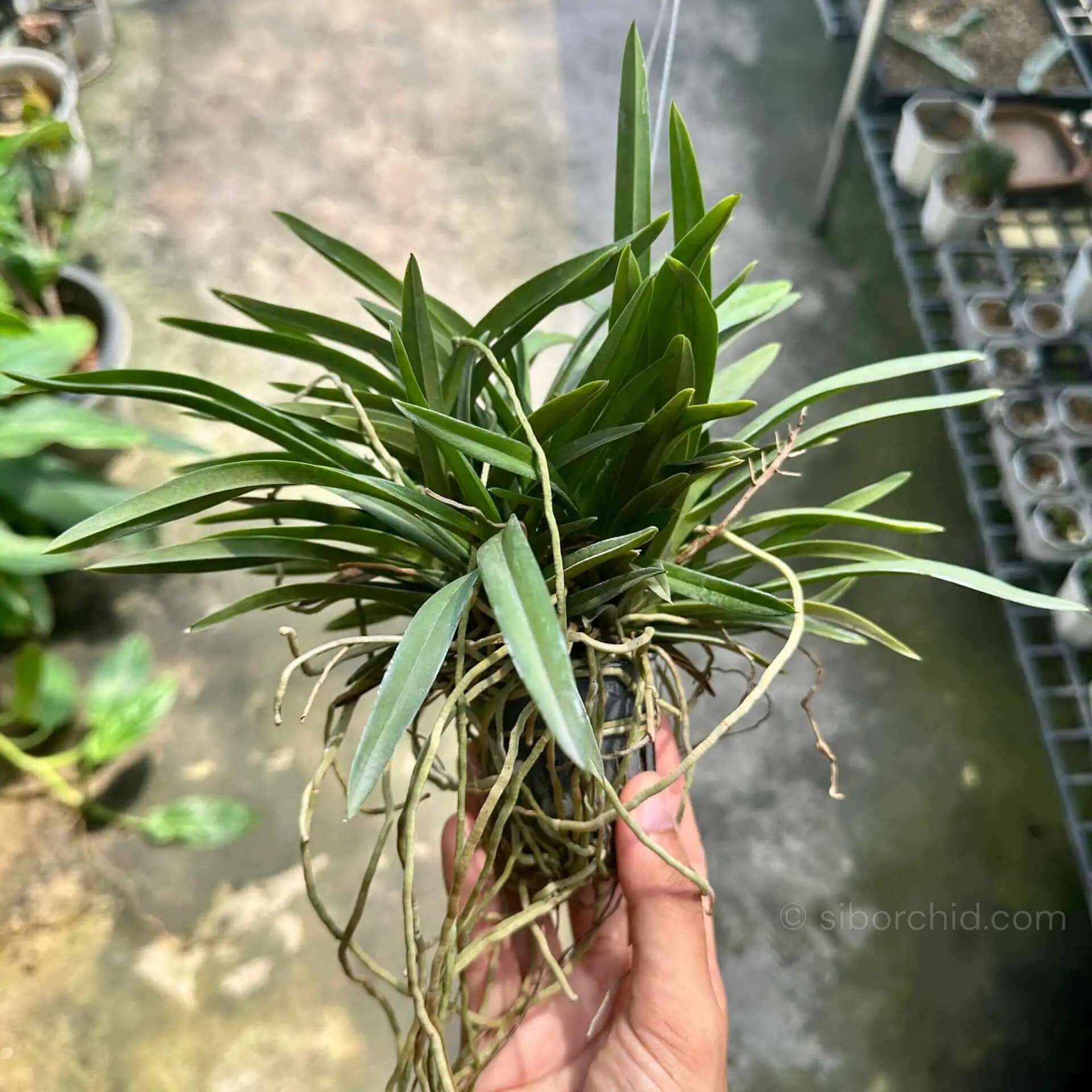 Neofinetia falcata