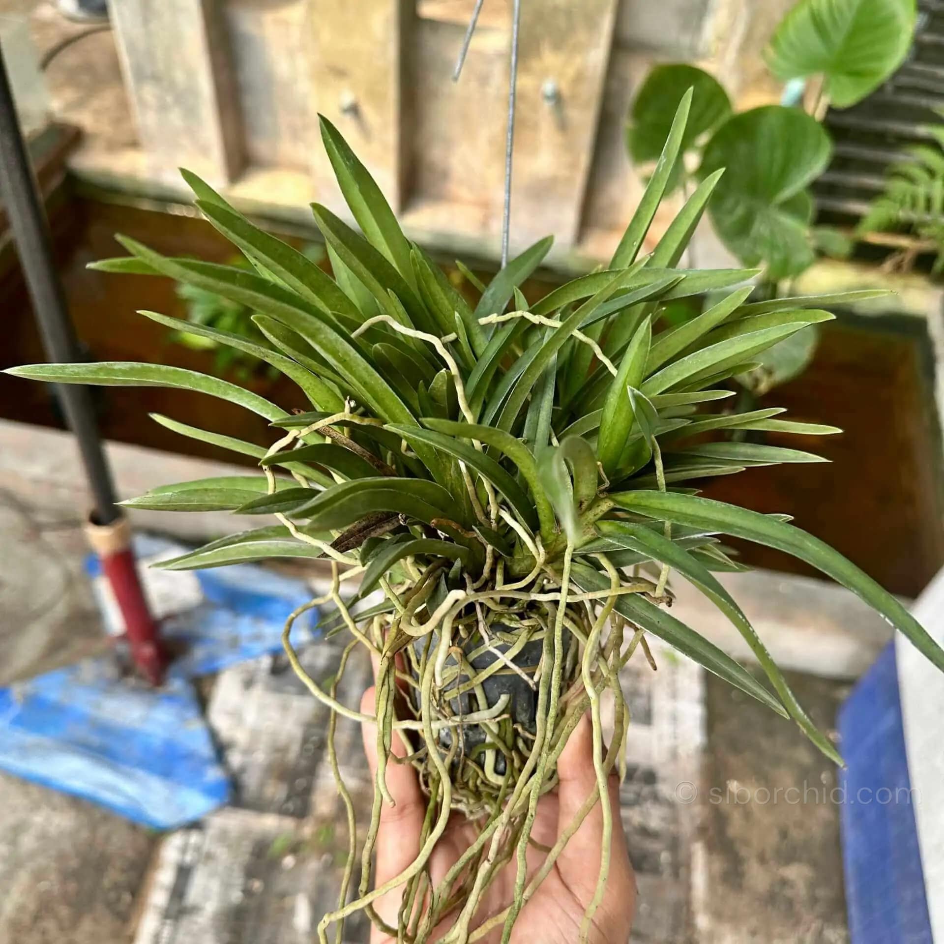 Neofinetia falcata