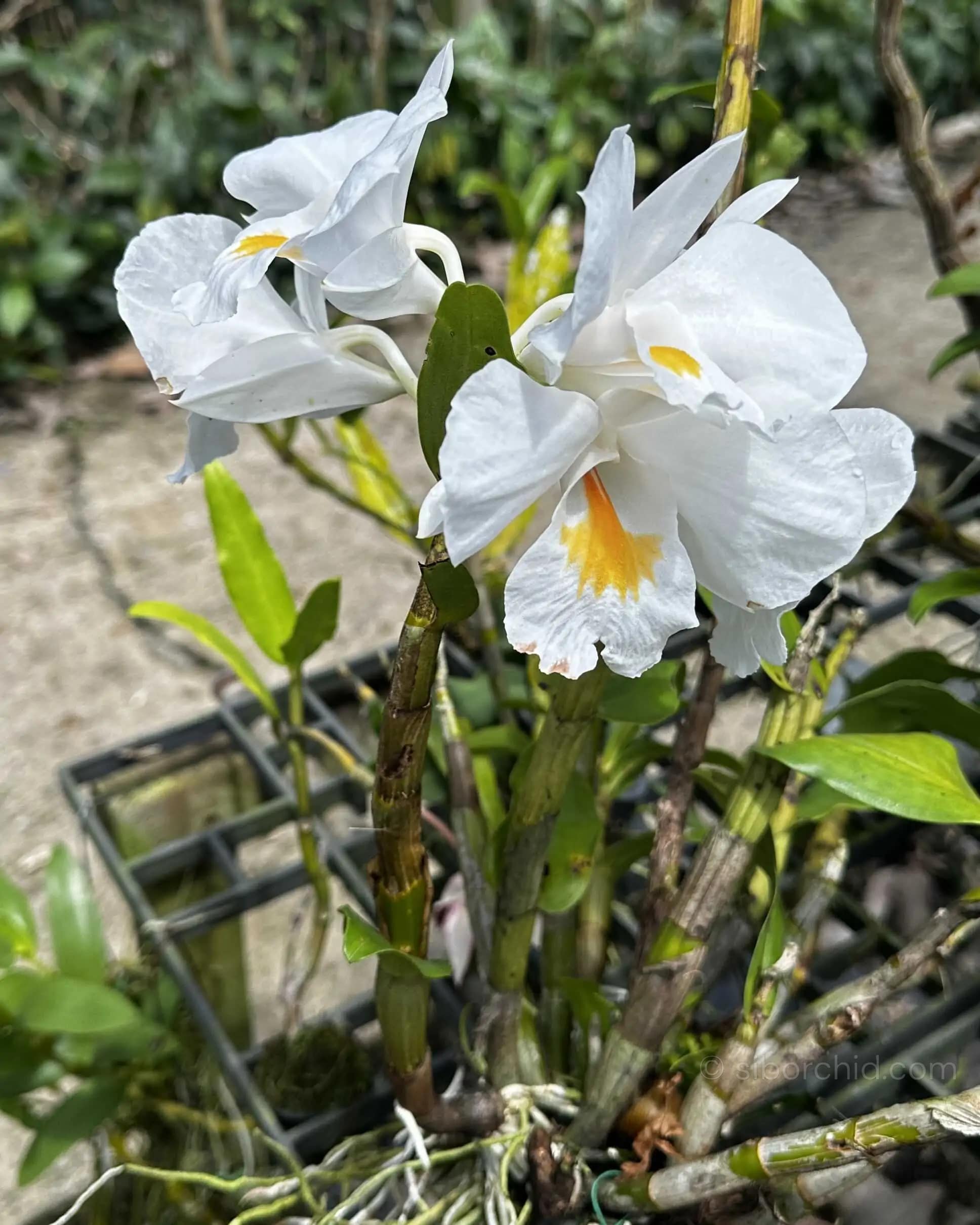 dendrobium formosum for sale