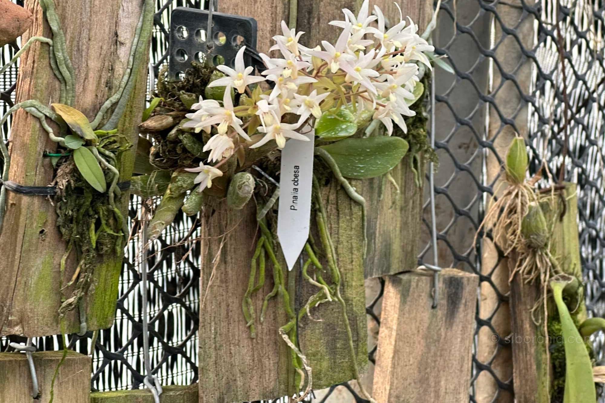 Discovering Eria obesa: The "Fat Eria" of Southeast Asia - Orchid Care & Growing Guides eria-obesa-bloom-white-flower.jpg