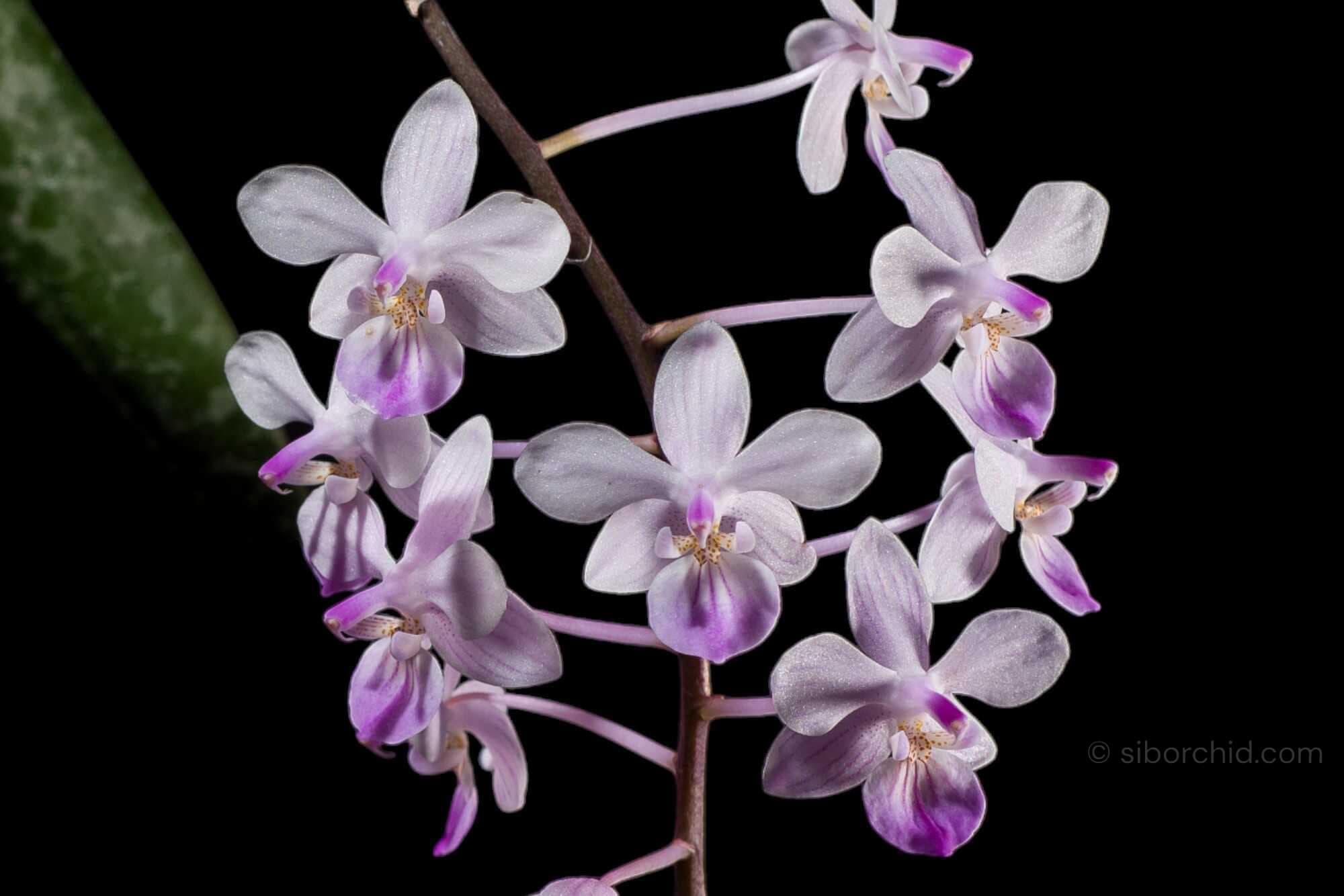 Phalaenopsis lindenii - Phalaenopsis lindenii