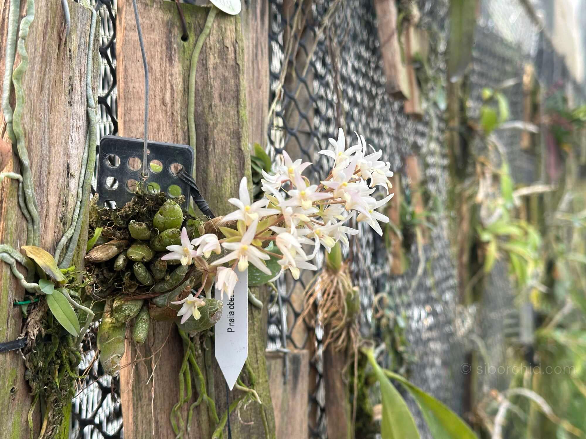 Discovering Eria obesa: The "Fat Eria" of Southeast Asia - Orchid Care & Growing Guides Discovering Eria obesa: The "Fat Eria" of Southeast Asia orchid from Orchid Care & Growing Guides
