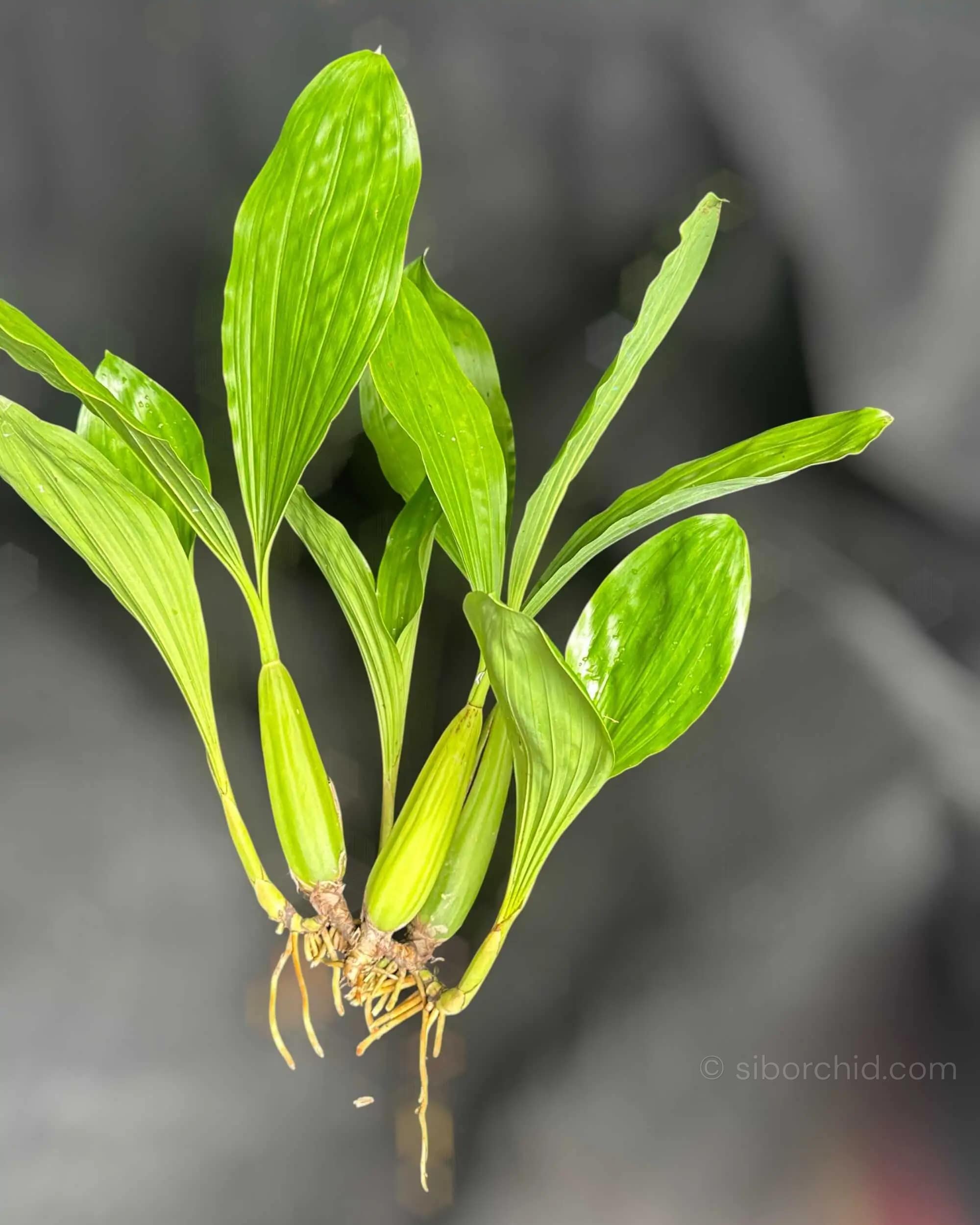 Healthy Coelogyne rochussenii roots and foliage close-up