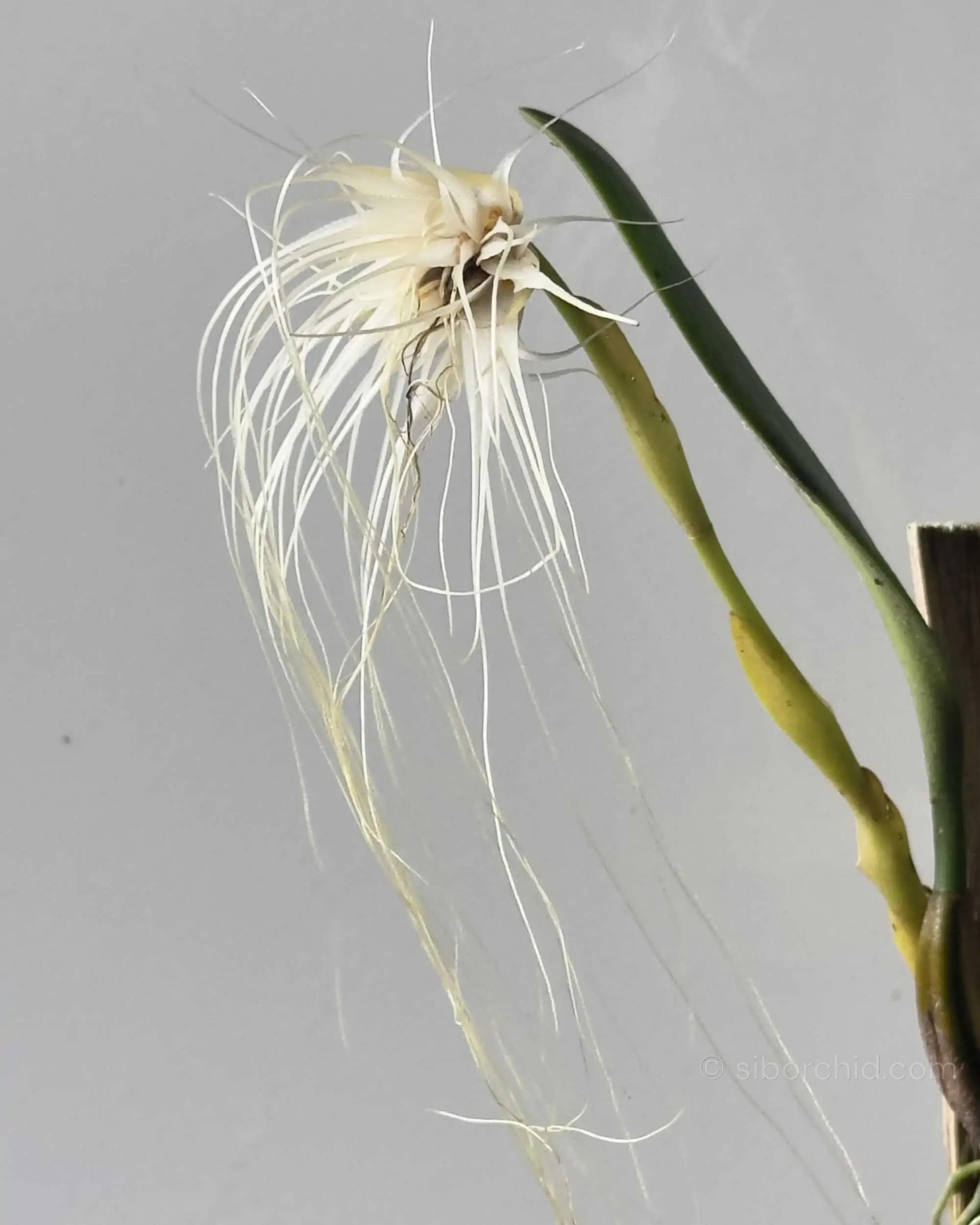 Bulbophyllum medusae blooming size
