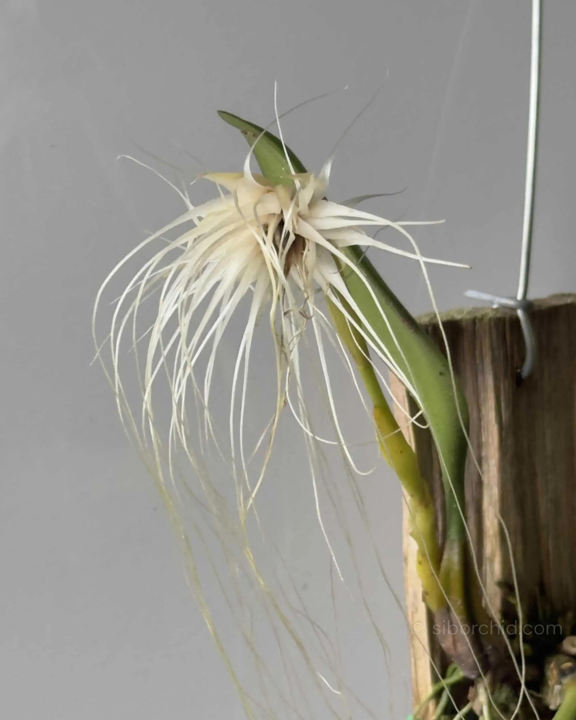 Bulbophyllum medusae blooming-size orchid with thread-like flowers