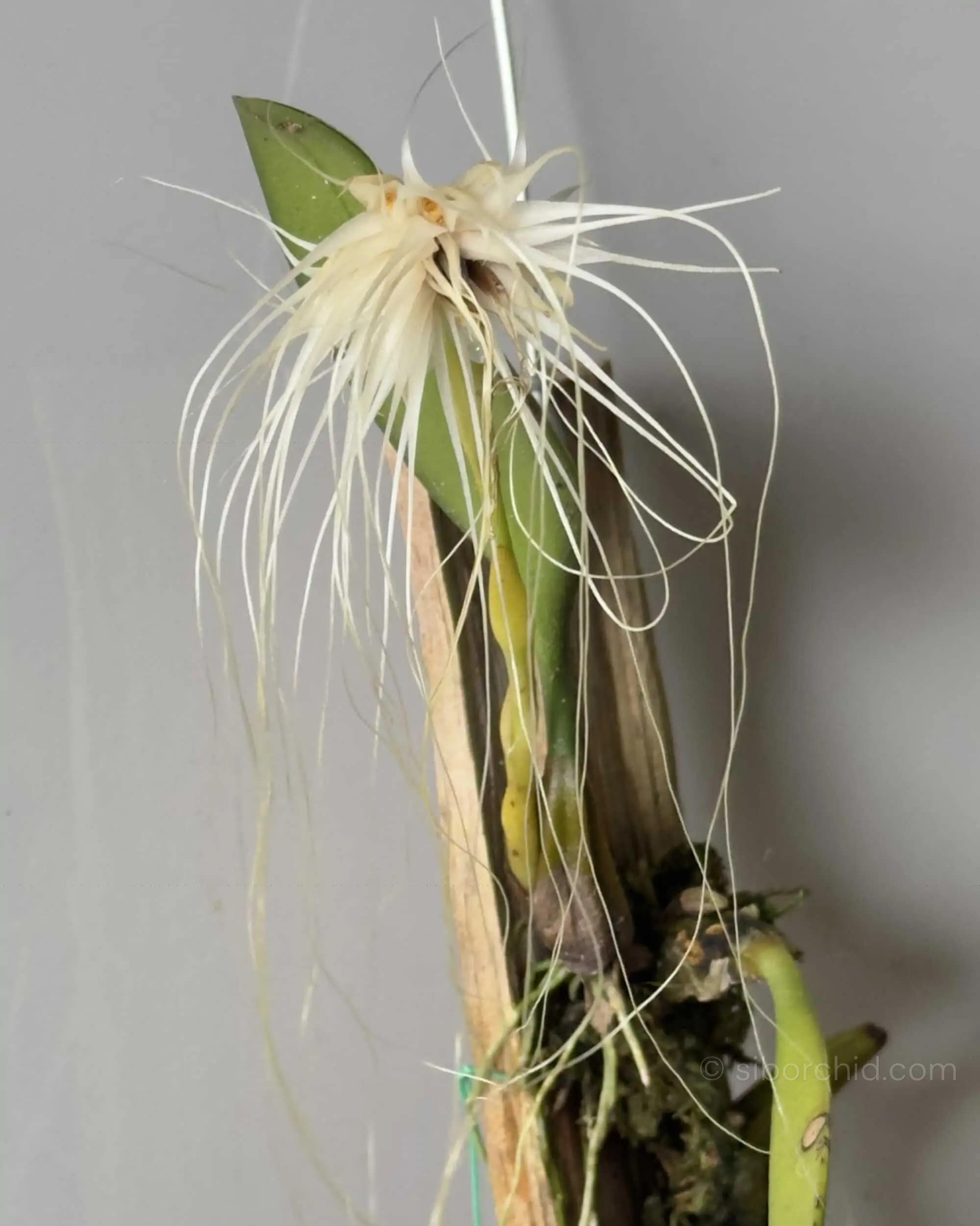 Bulbophyllum medusae blooming size