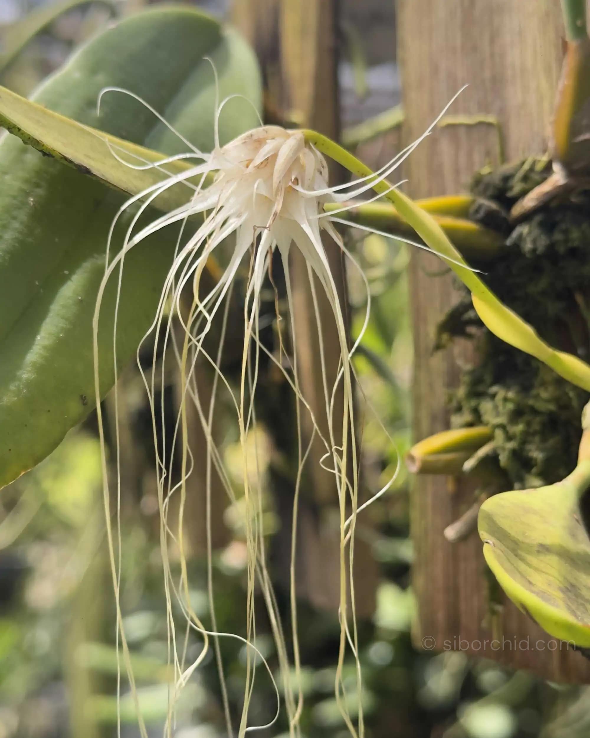 Bulbophyllum medusae blooming-size orchid with thread-like flowers