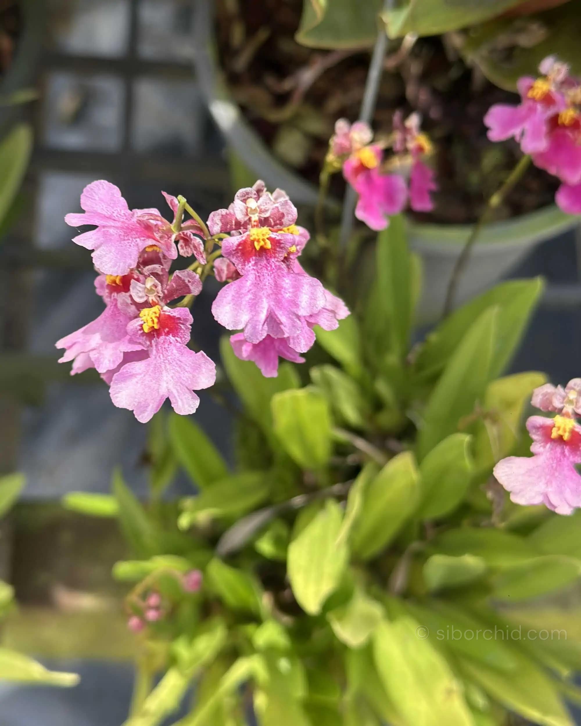 Tolumnia Hybrid Pink - Image 4
