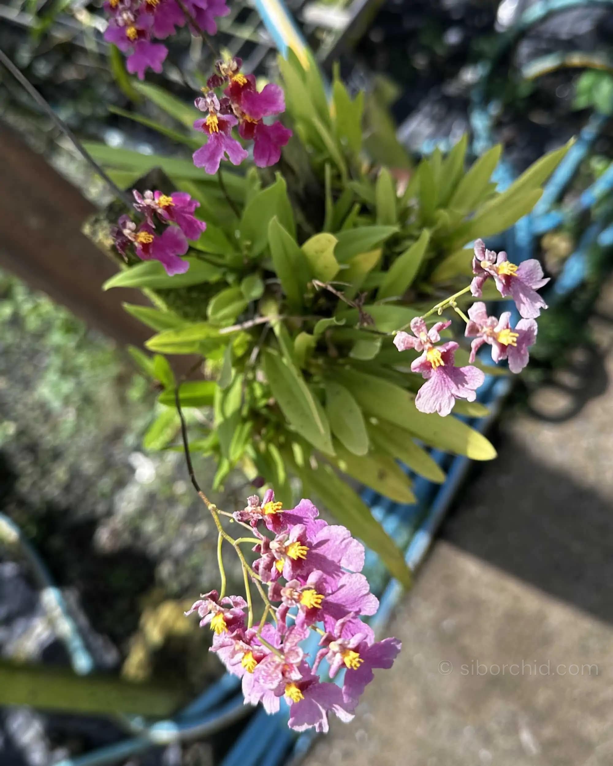 Tolumnia Hybrid Pink
