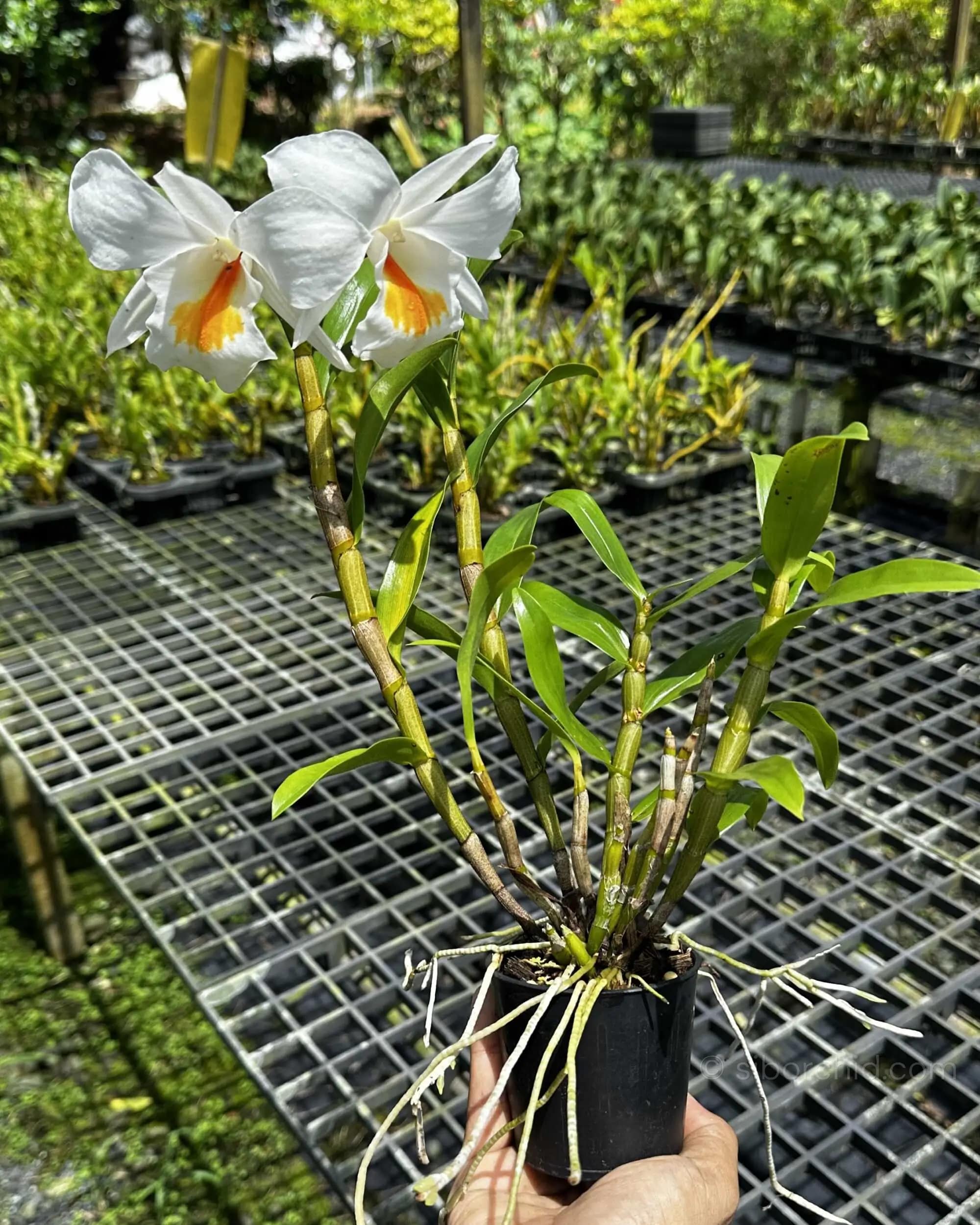Dendrobium formosum - Image 4
