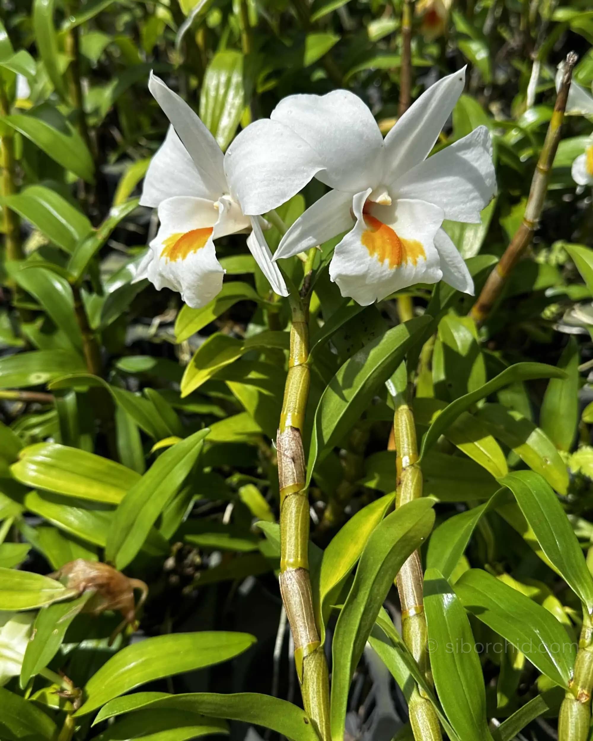 dendrobium formosum for sale