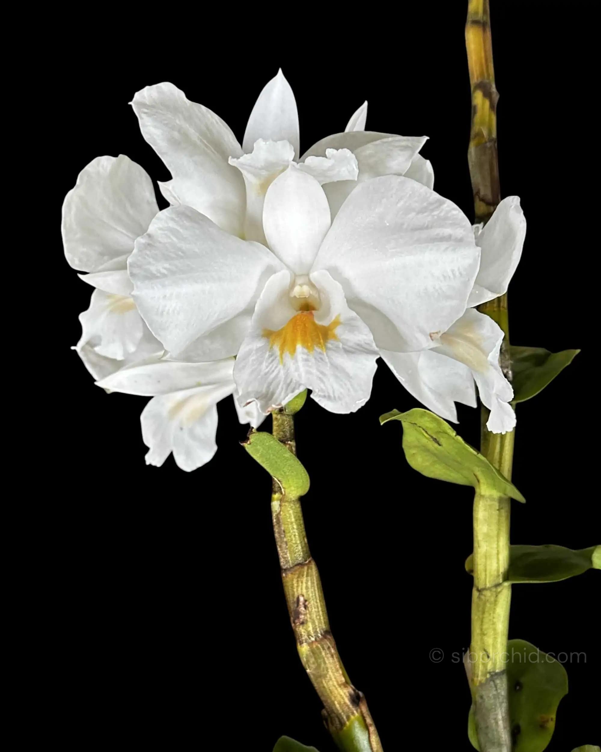 Dendrobium formosum