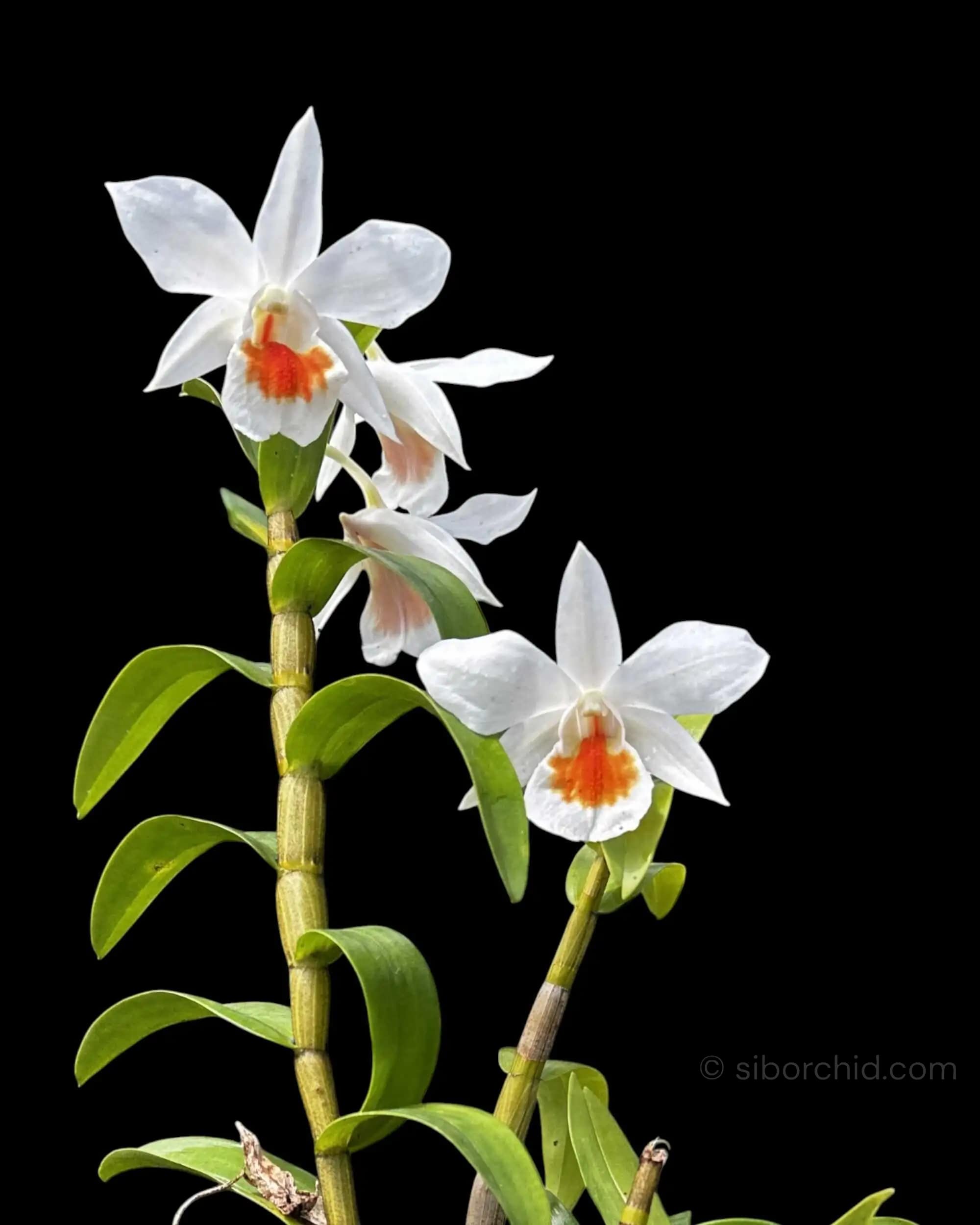 Dendrobium Formidable - Dendrobium Formidible (Dendrobium formosum x Dendrobium infundibulum)