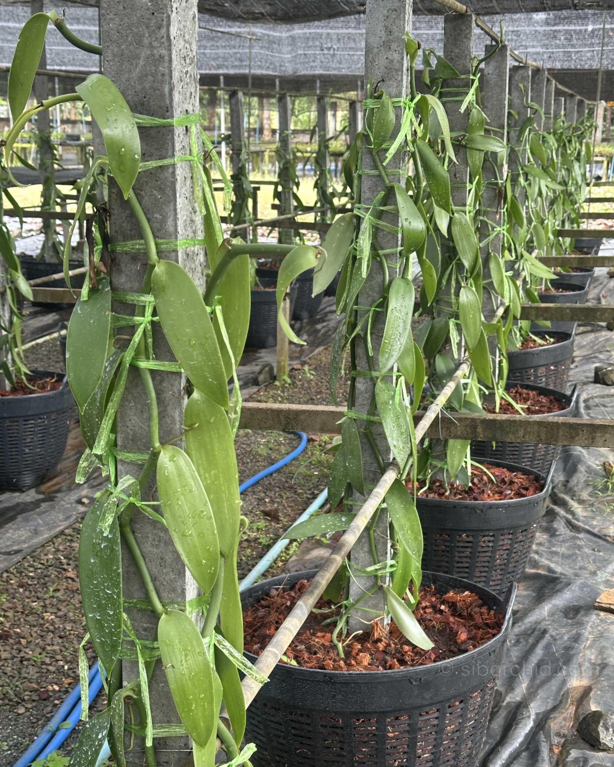 Vanilla planifolia Plant for grow