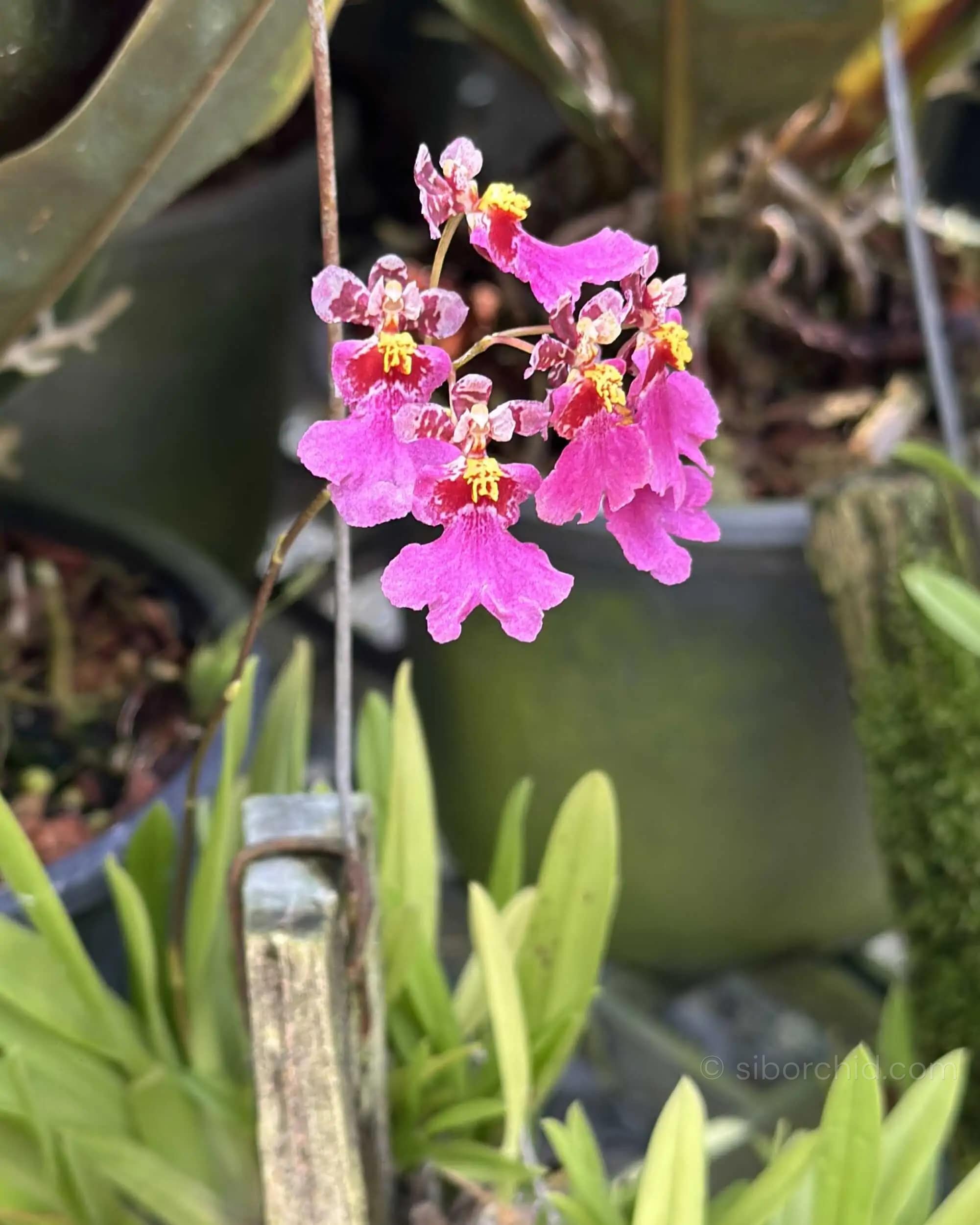 Tolumnia Hybrid Pink