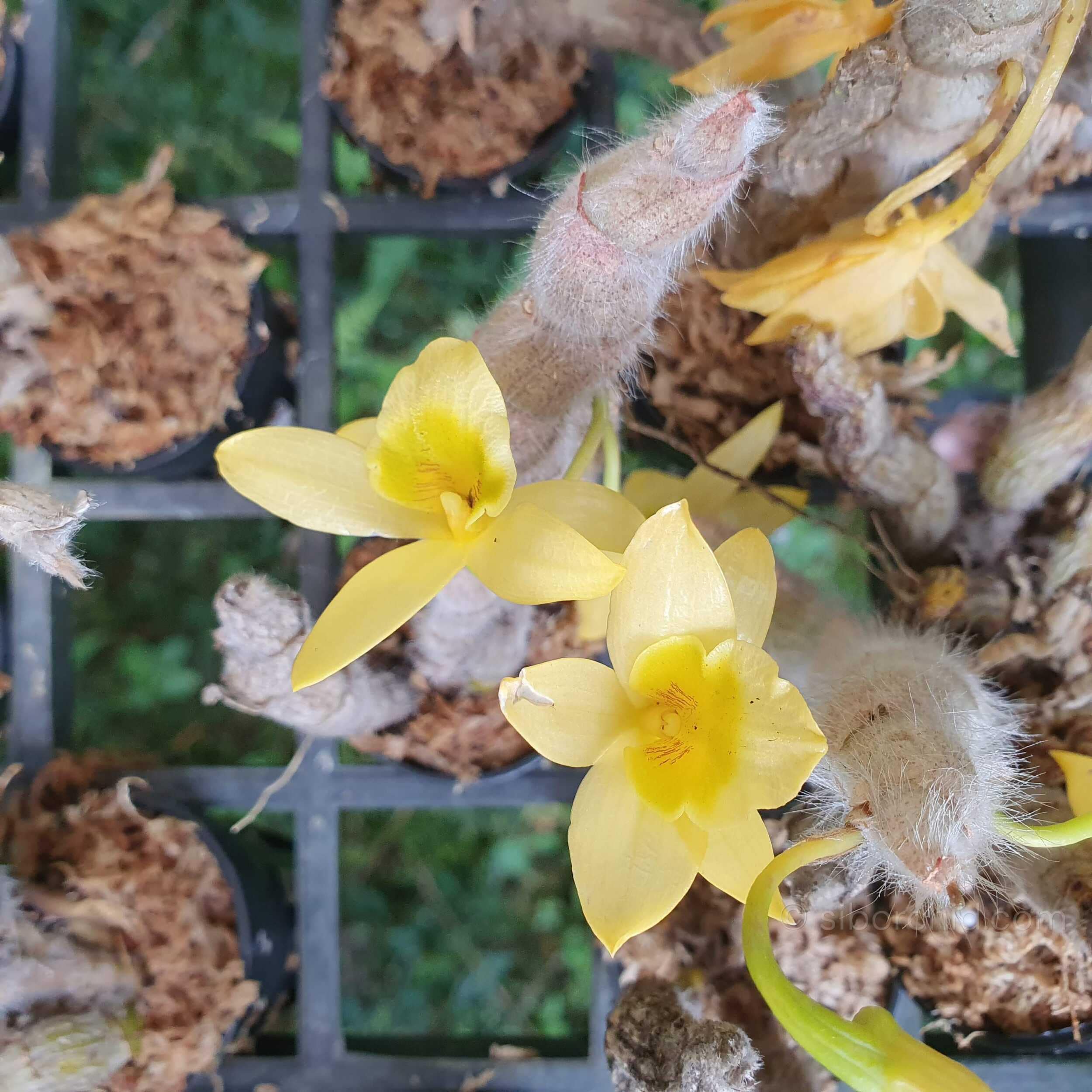 Dendrobium senile