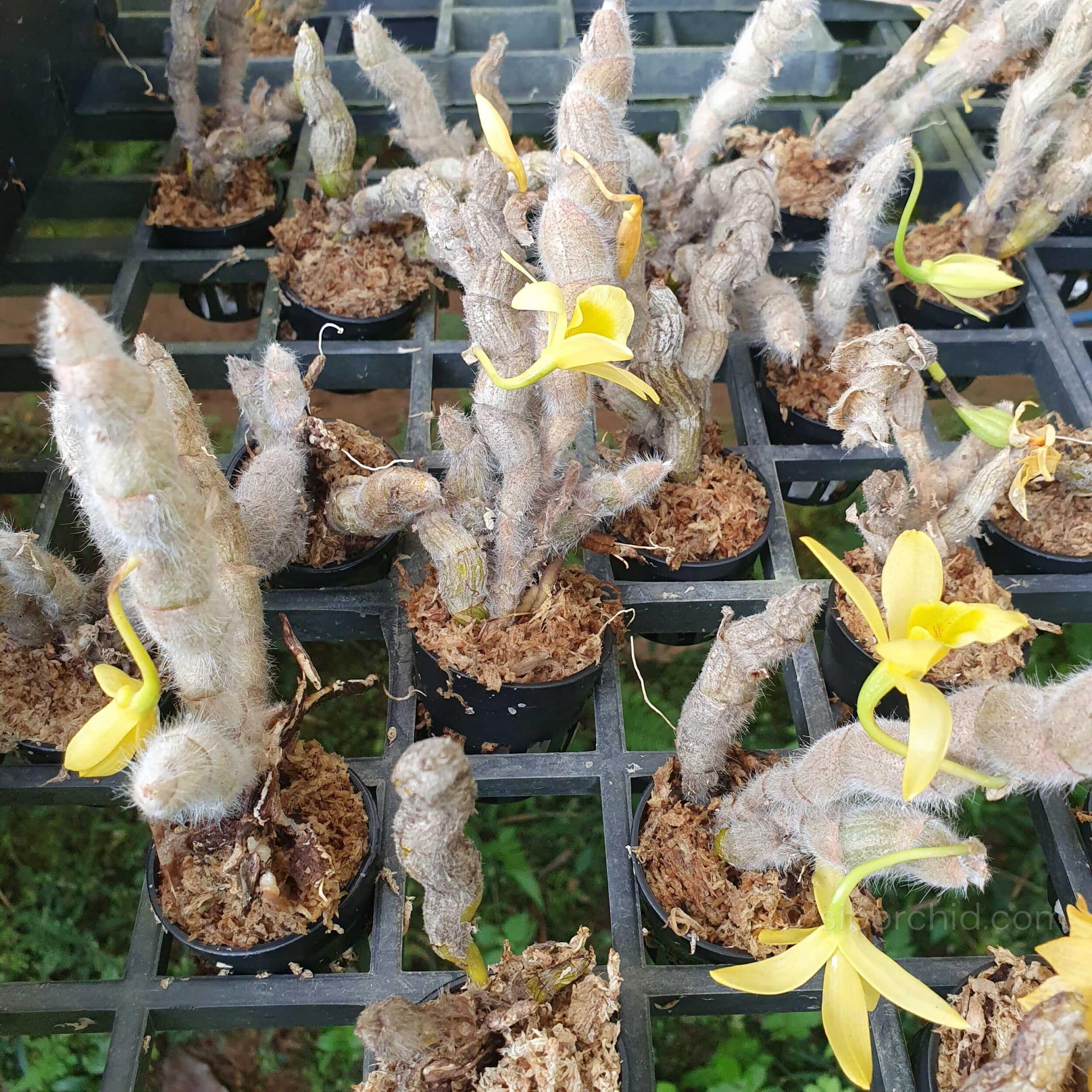 Dendrobium senile