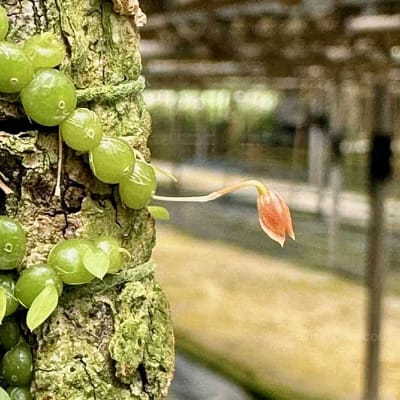 Care Tips Bulbophyllum moniliforme: A Charming Tiny Orchid - Orchid Care & Growing Guides Care Tips Bulbophyllum moniliforme: A Charming Tiny Orchid