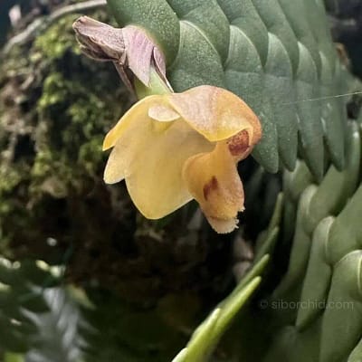 Care Tips Dendrobium leonis - Gallery Blog Dendrobium leonis