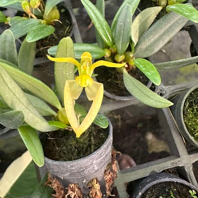 The Beauty of Bulbophyllum: A Guide to This Unusual Orchid Genus orchid from Orchid Care & Growing Guides