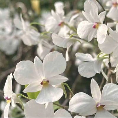 January Gallery - Gallery Blog Dendrobium fytchianum