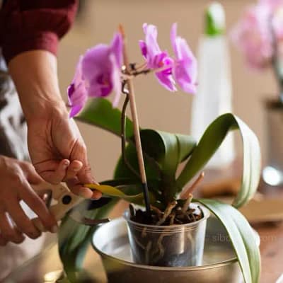 The Ultimate Guide To Summar Orchid Care - Beginner Orchid Care The Ultimate Guide To Summar Orchid Care