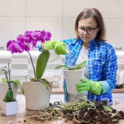 Preparing the Right Growing Medium: Building a Healthy Orchid Mix - Orchid Care & Growing Guides Preparing the Right Growing Medium: Building a Healthy Orchid Mix